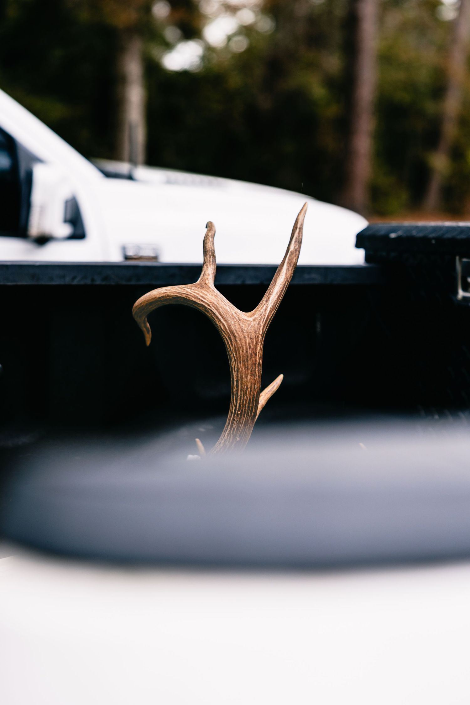 A deer antler protrudes above a dark surface with a white vehicle visible in the blurred background.