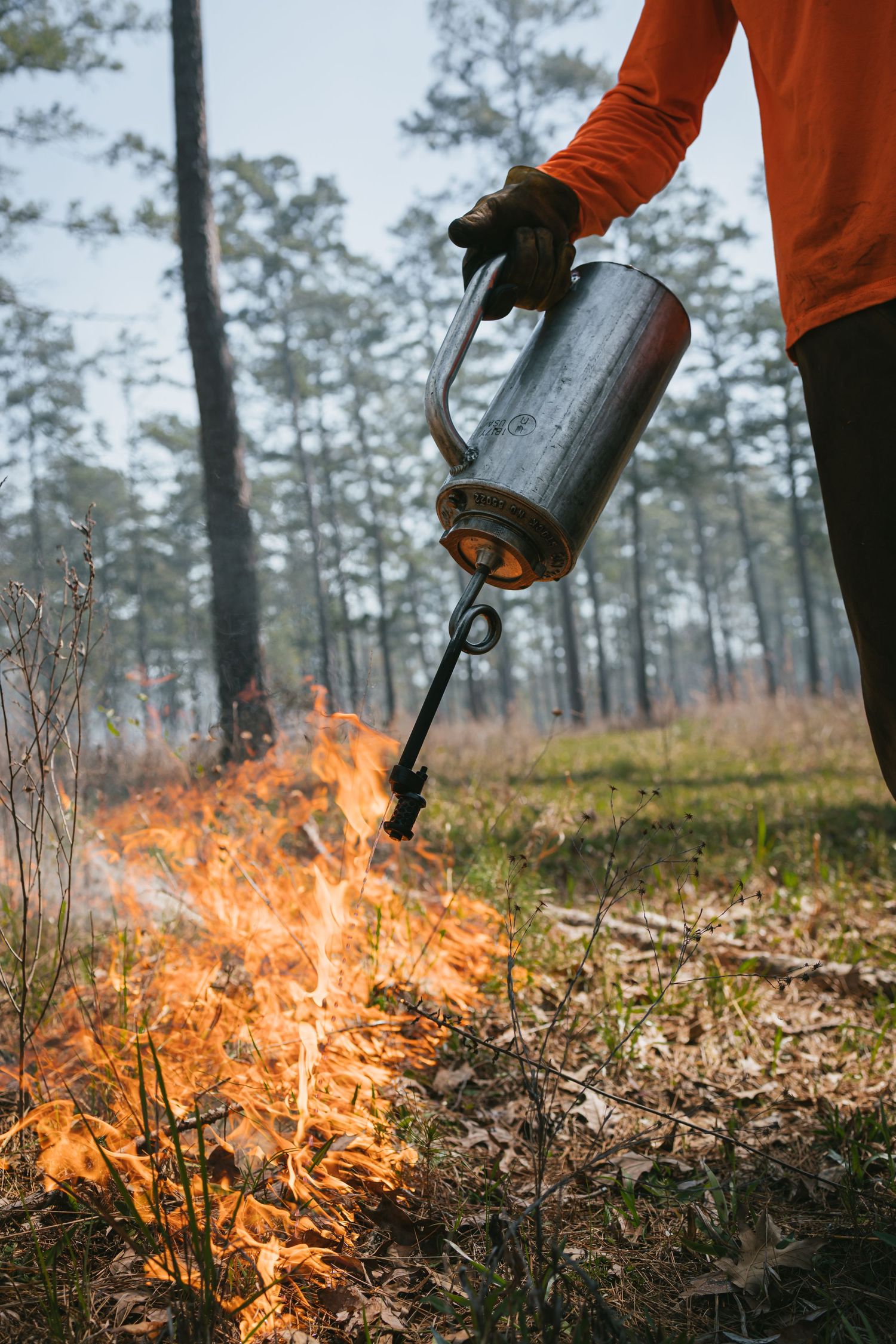 Person in orange safety gear igniting prescribed fire in pine forest.
