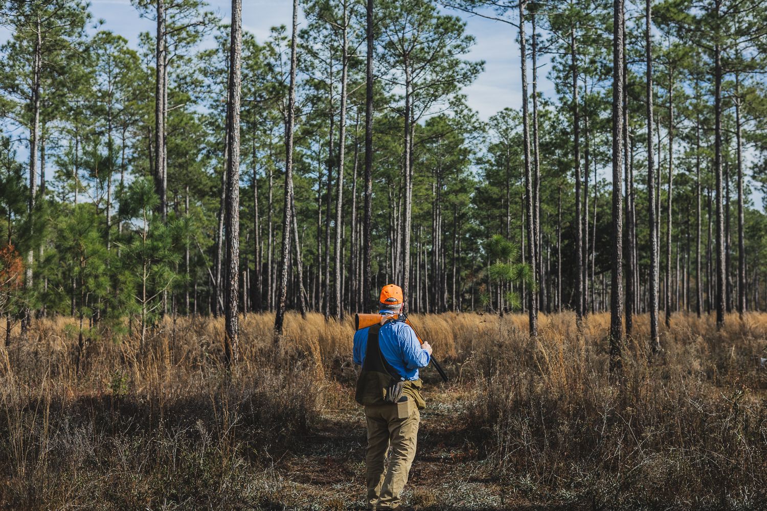 Pine forest landscape with hunters visible in the distance during autumn.