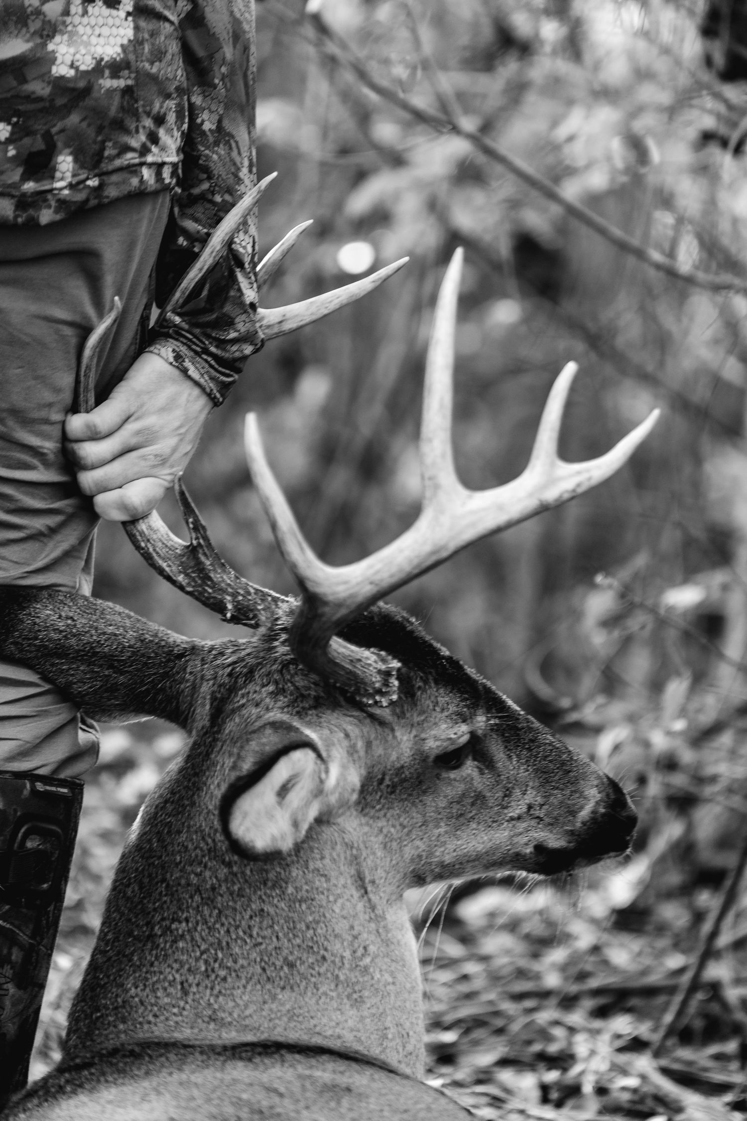 Close-up sequence of a white-tailed deer buck's antlers in black and white photography.