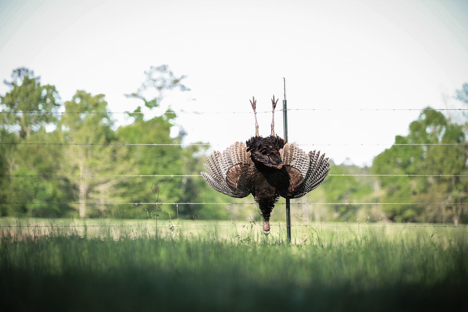turkey hunting photographer