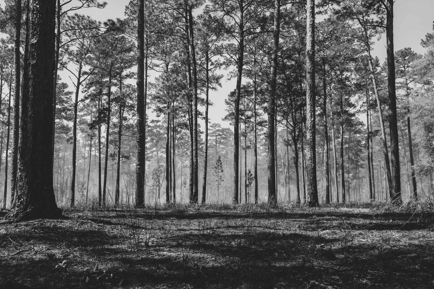 Panoramic view of tall pine trees in a managed forest landscape.