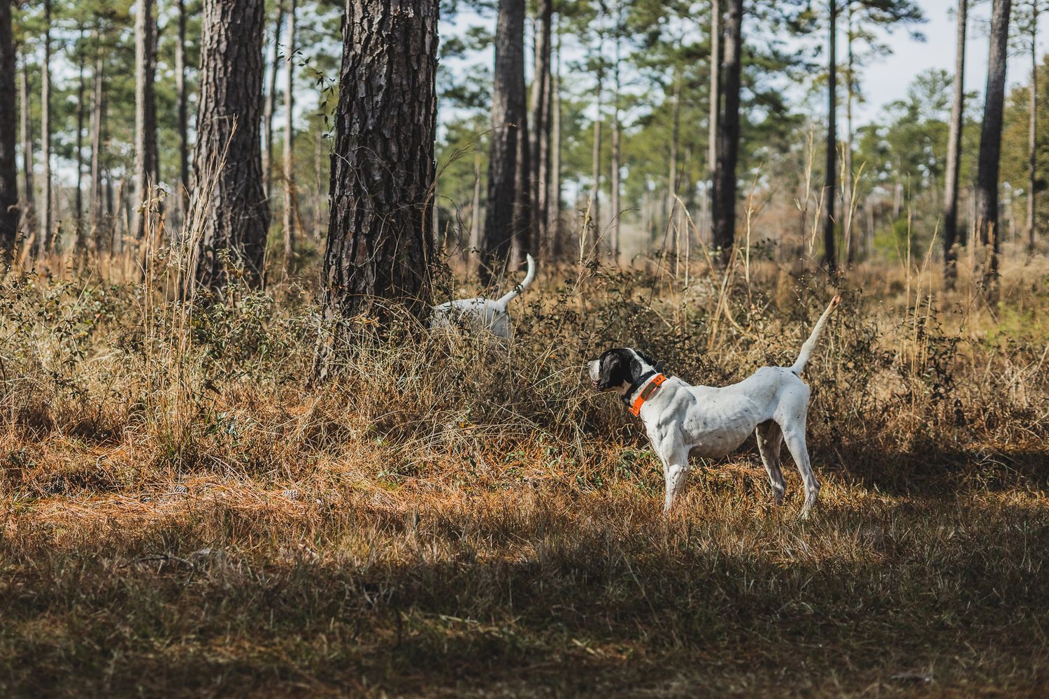 Wide panoramic view of a pine forest with hunters and dogs visible in the distance.