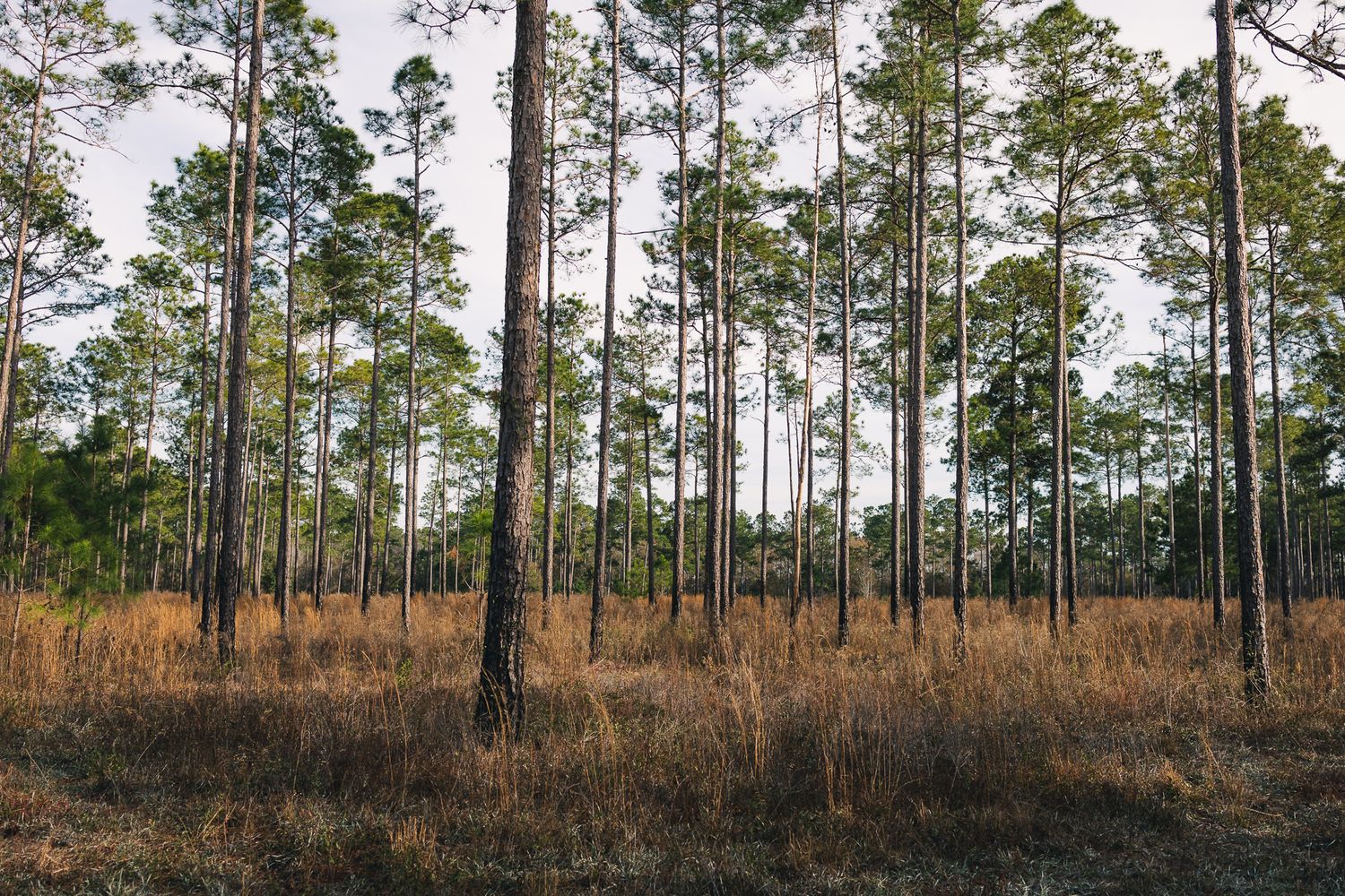 Quail Hunting Photographer