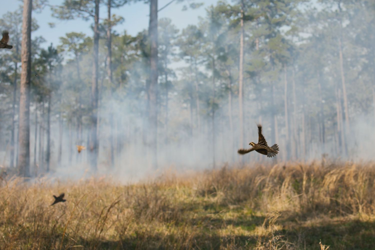 Birds fly through a smoky pine forest during a controlled burn operation.