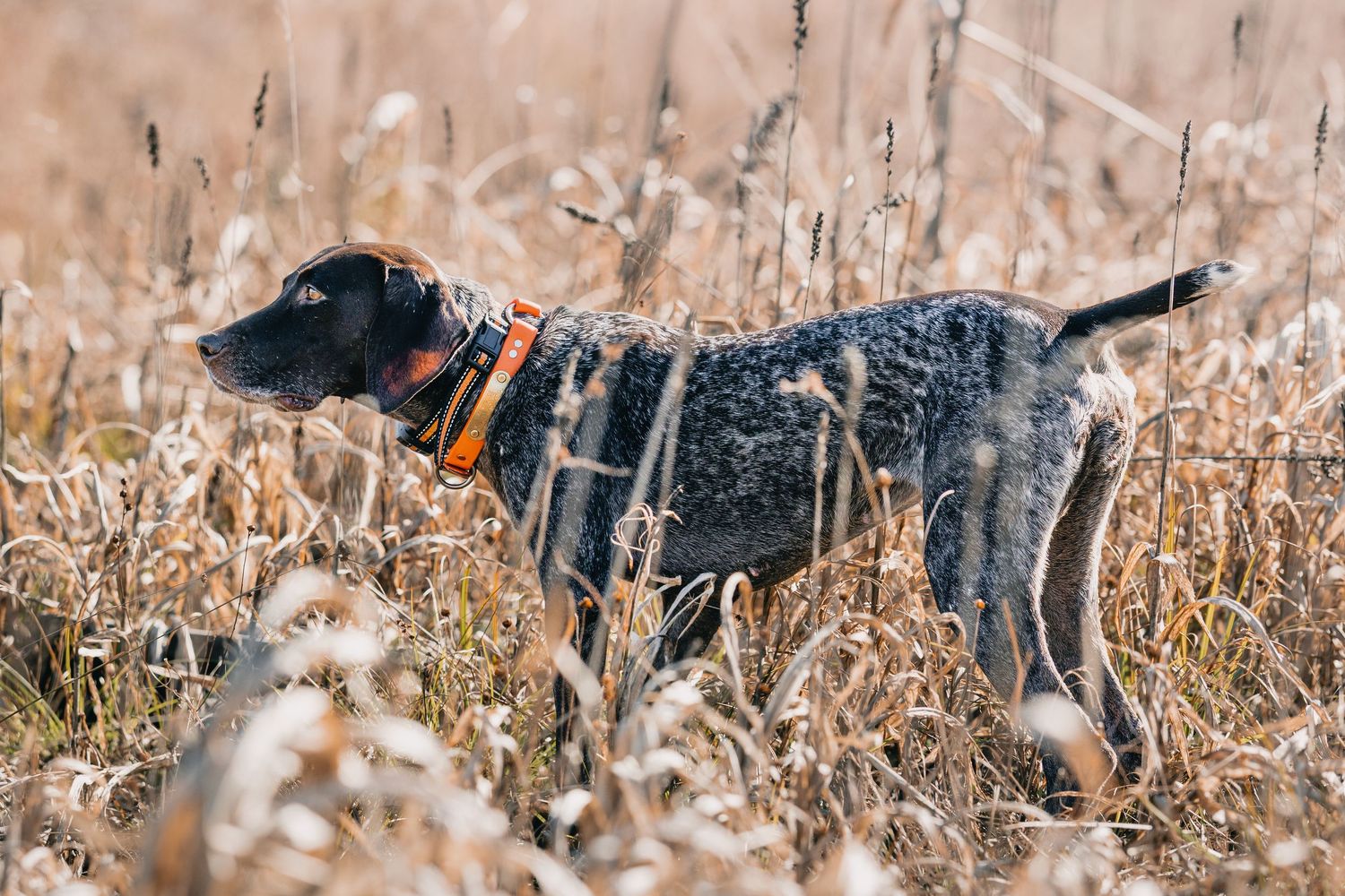 german shorthair pointer on point
