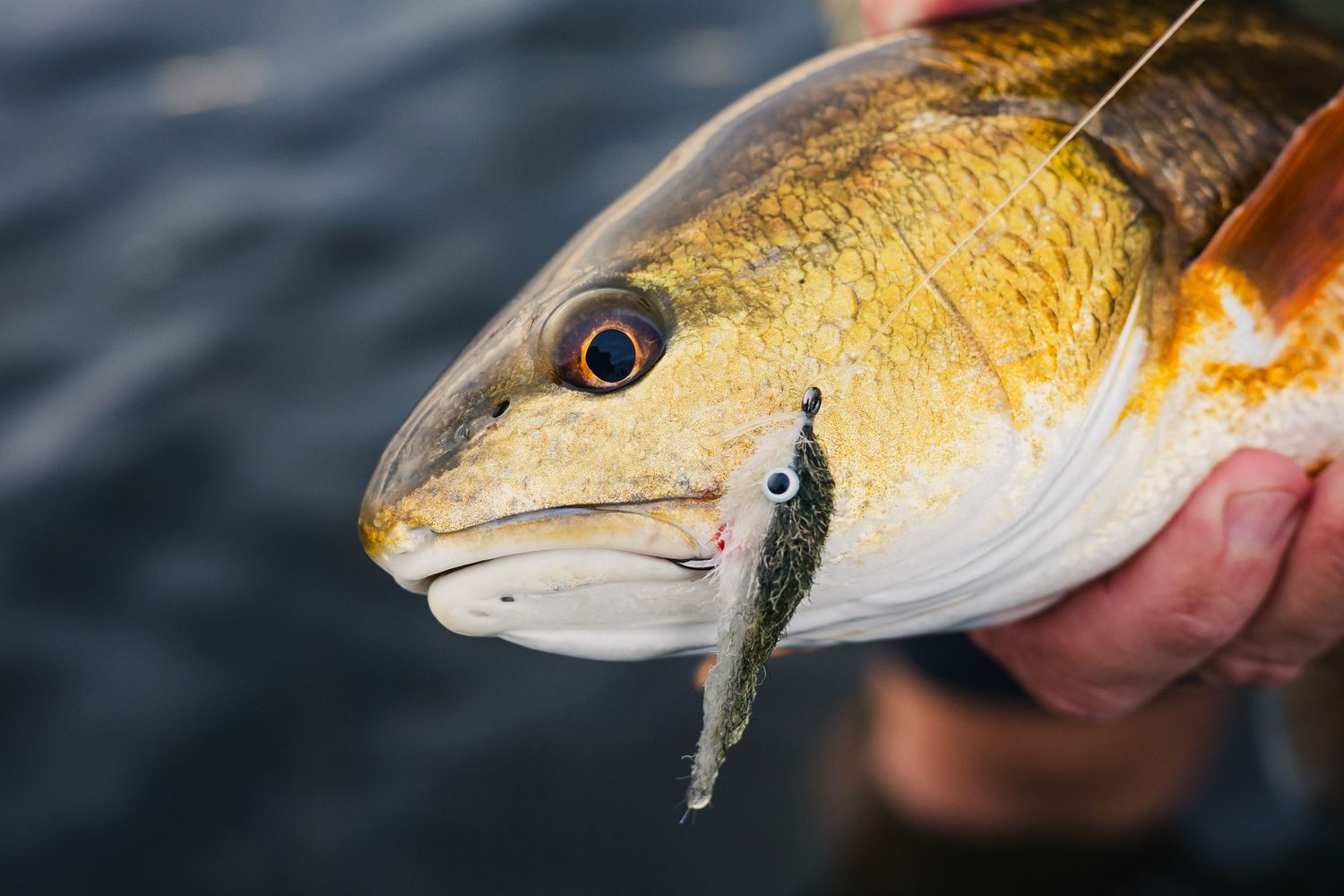 Detailed shots of a redfish's golden scales and distinctive features in natural lighting.