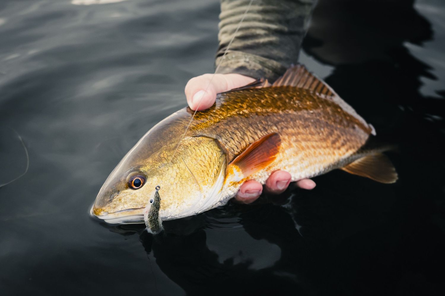 Close-up of a golden redfish being held above dark water.