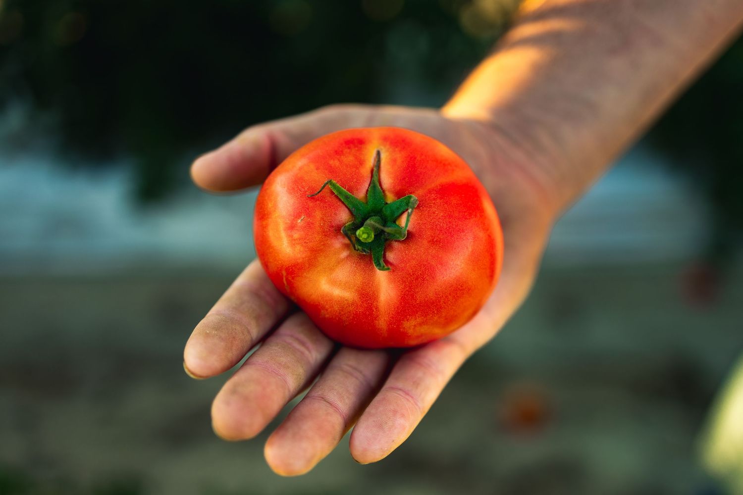 A hand holding a ripe, bright red tomato against a dark background.