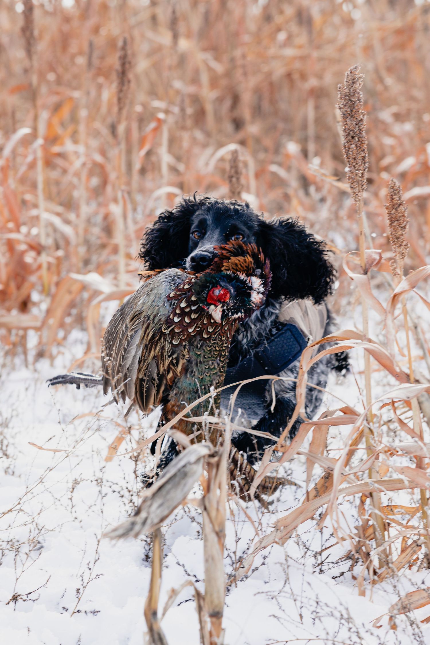 Black spaniel retriever carrying a pheasant through snowy field with dry golden reeds in winter hunting scene.