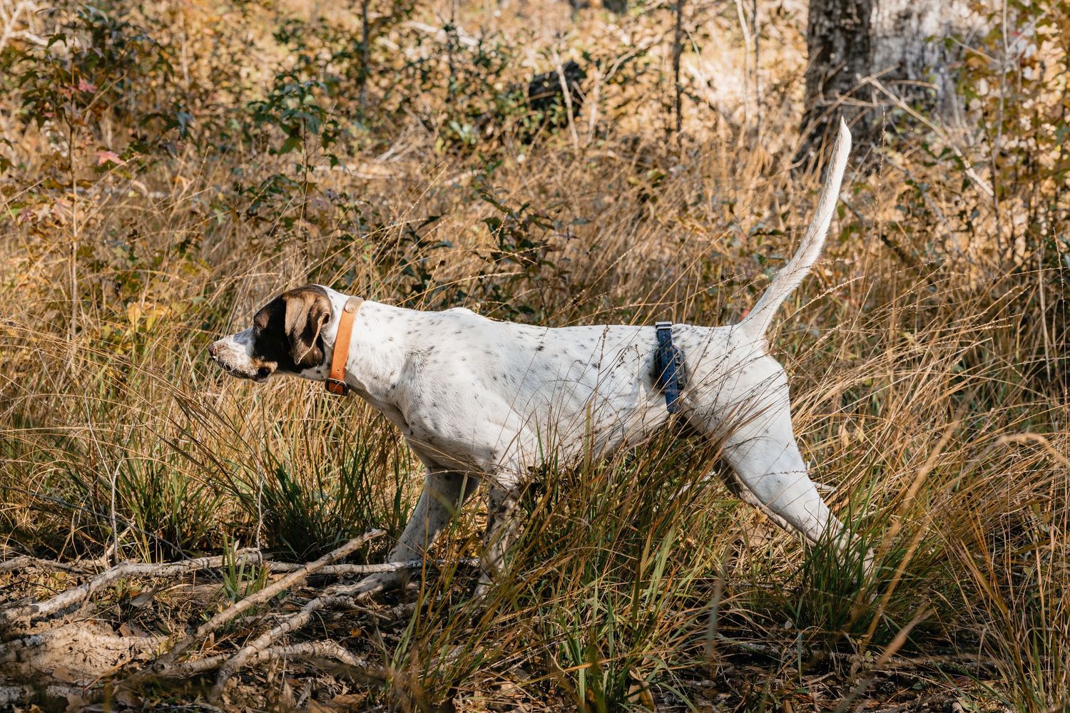 A white and brown English Pointer dog on point in tall dry grass during a hunting session outdoors.