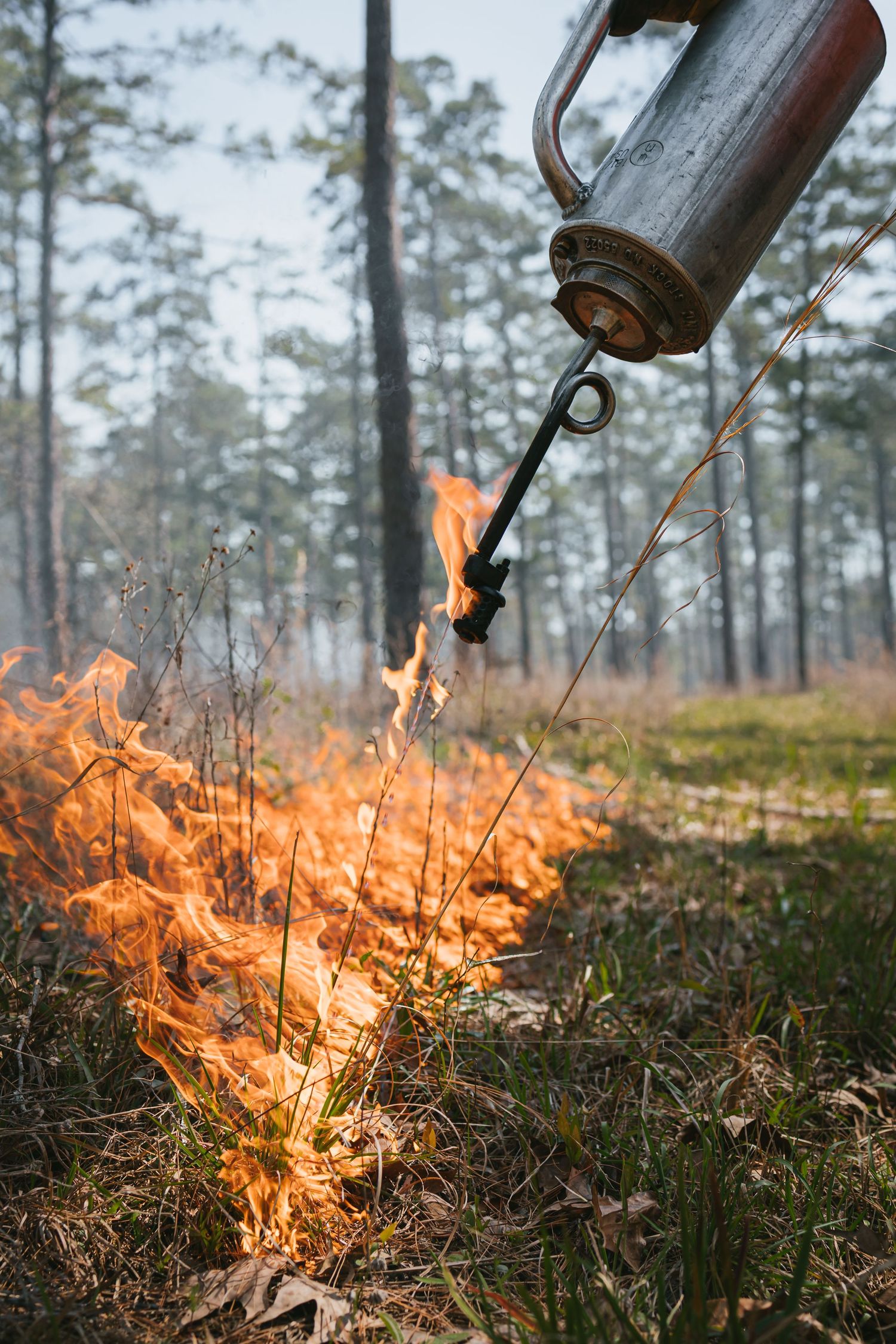 A controlled burn using a drip torch ignites dry grass in a pine forest.