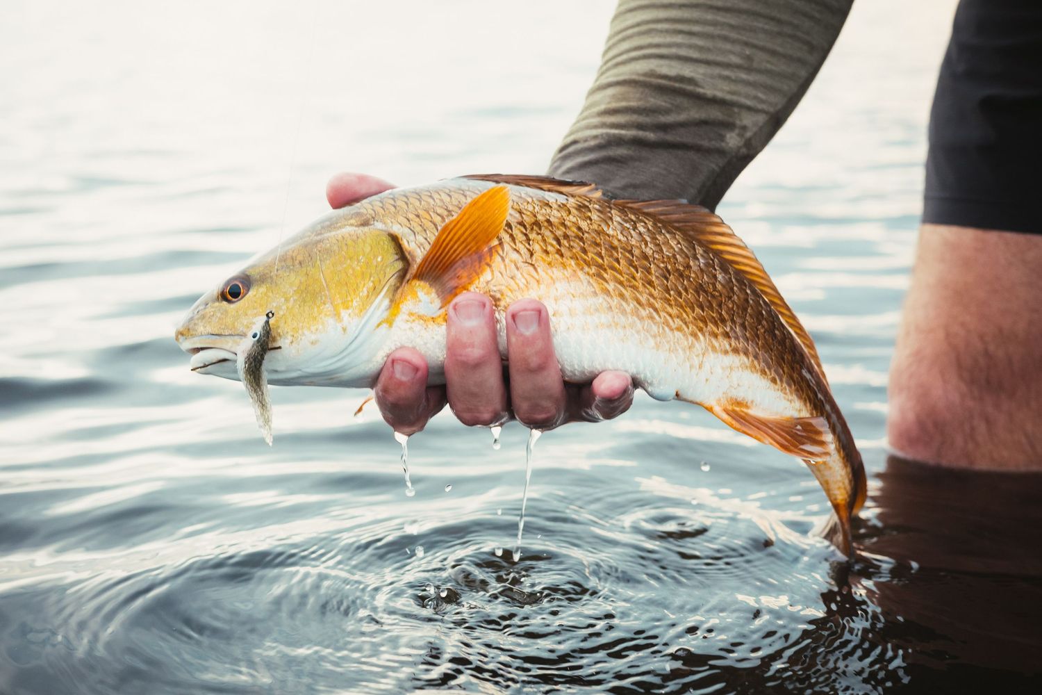 Close-up sequence of a golden redfish being released back into rippling water.