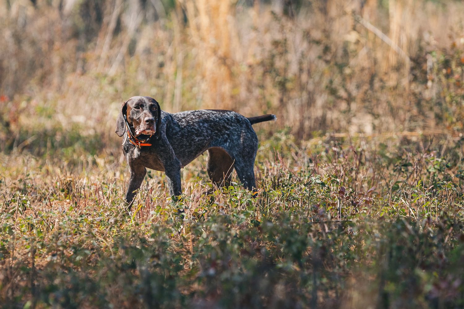 bird dog photographer