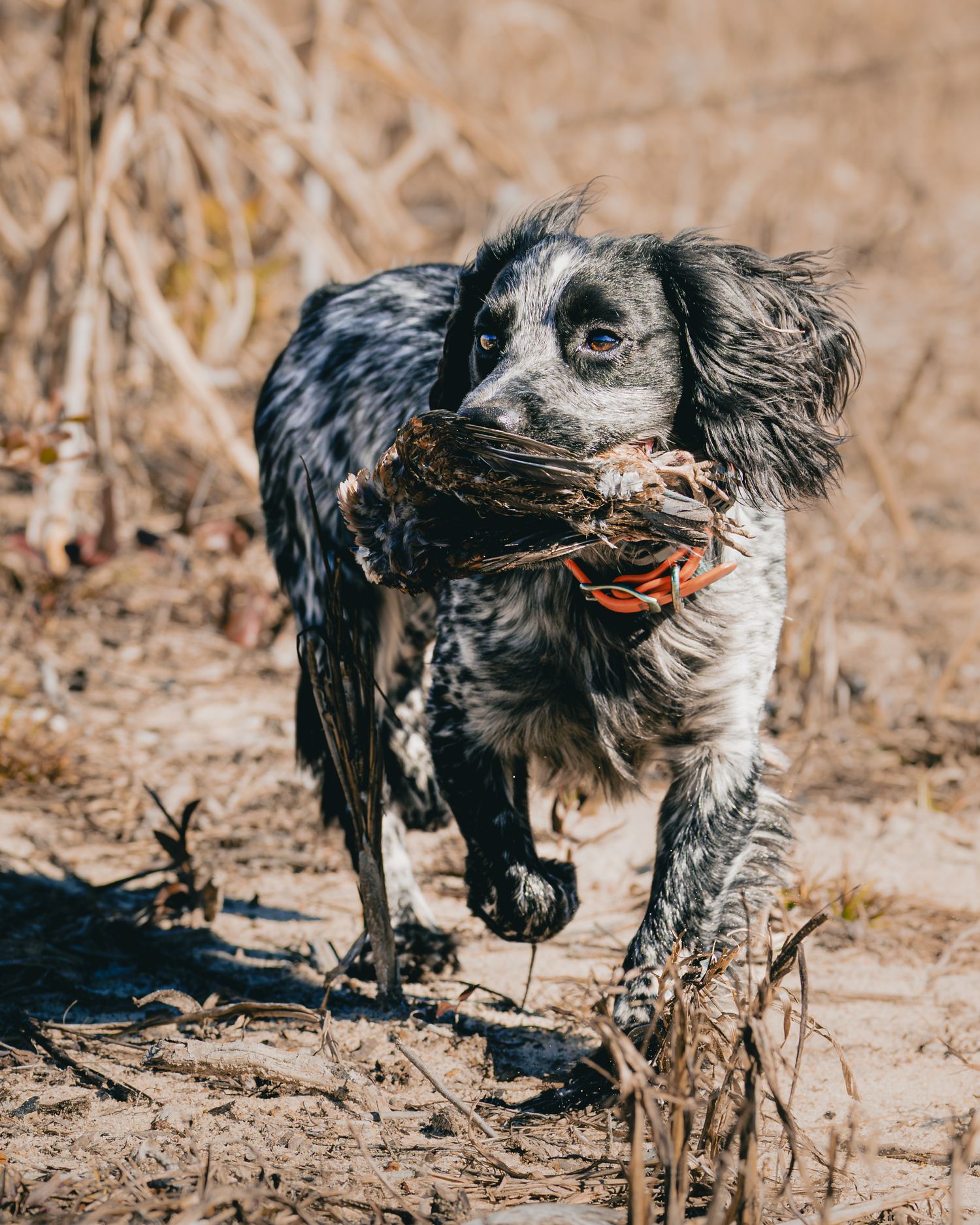 field bred english cocker spaniel retrieving quail