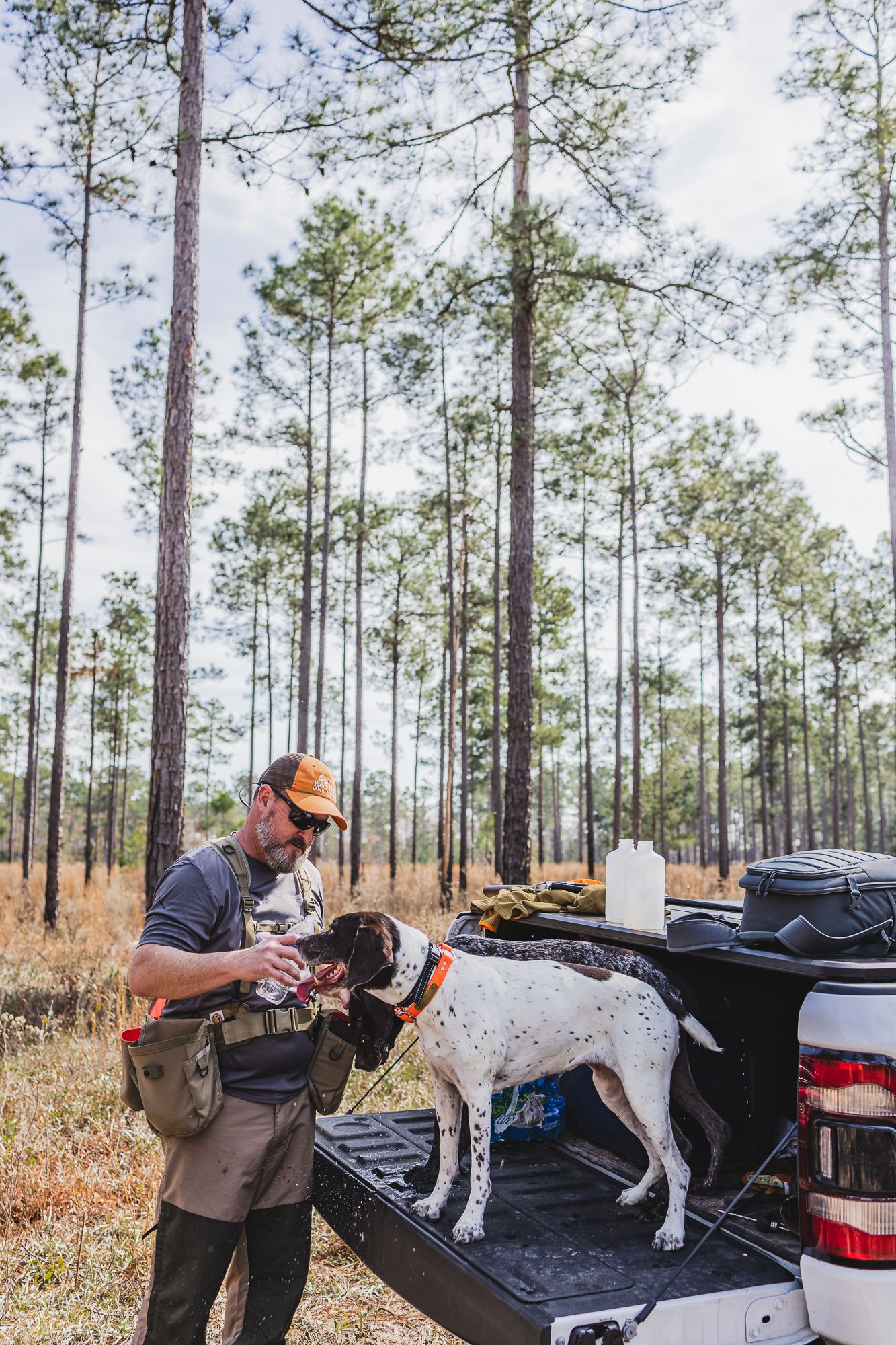 Hunter and hunting dog interact near a pickup truck in a pine forest.