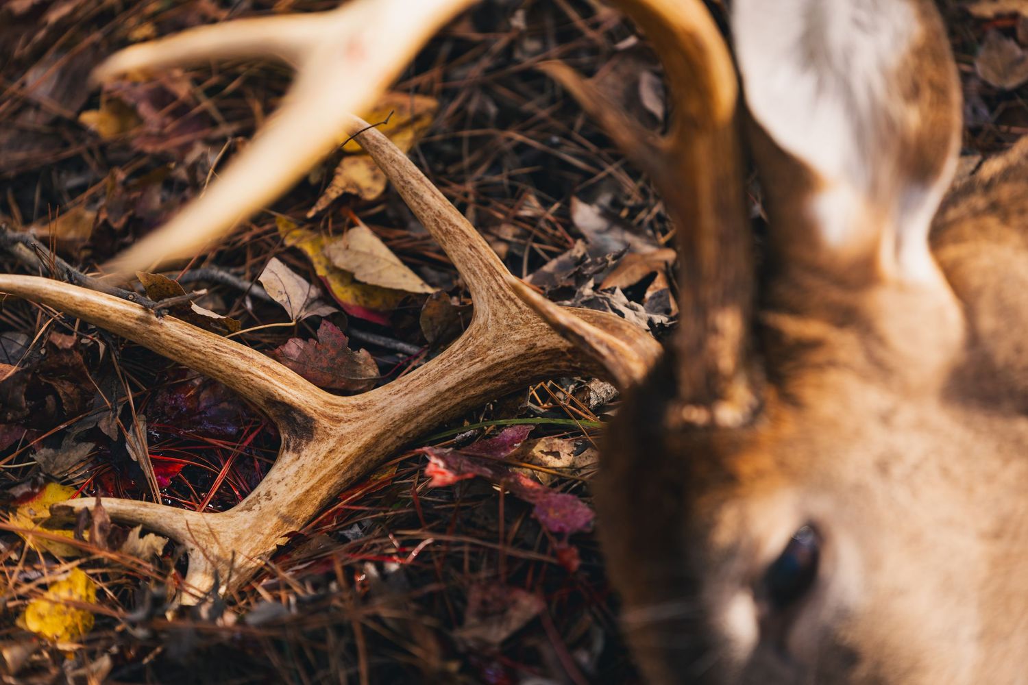 Detailed view of deer antlers resting among fallen leaves in natural lighting.
