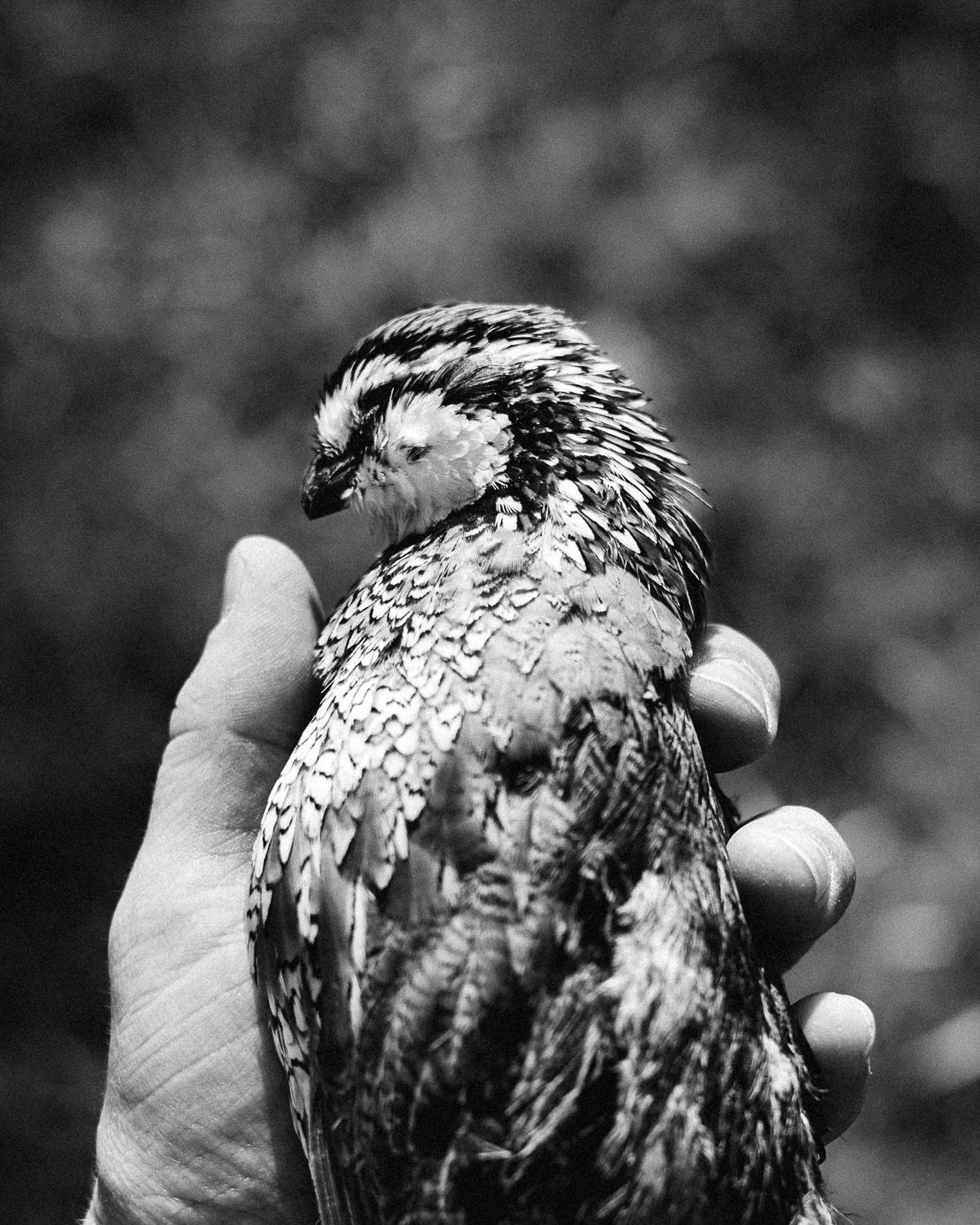 Black and white close-up of a bird being held in someone's hand.