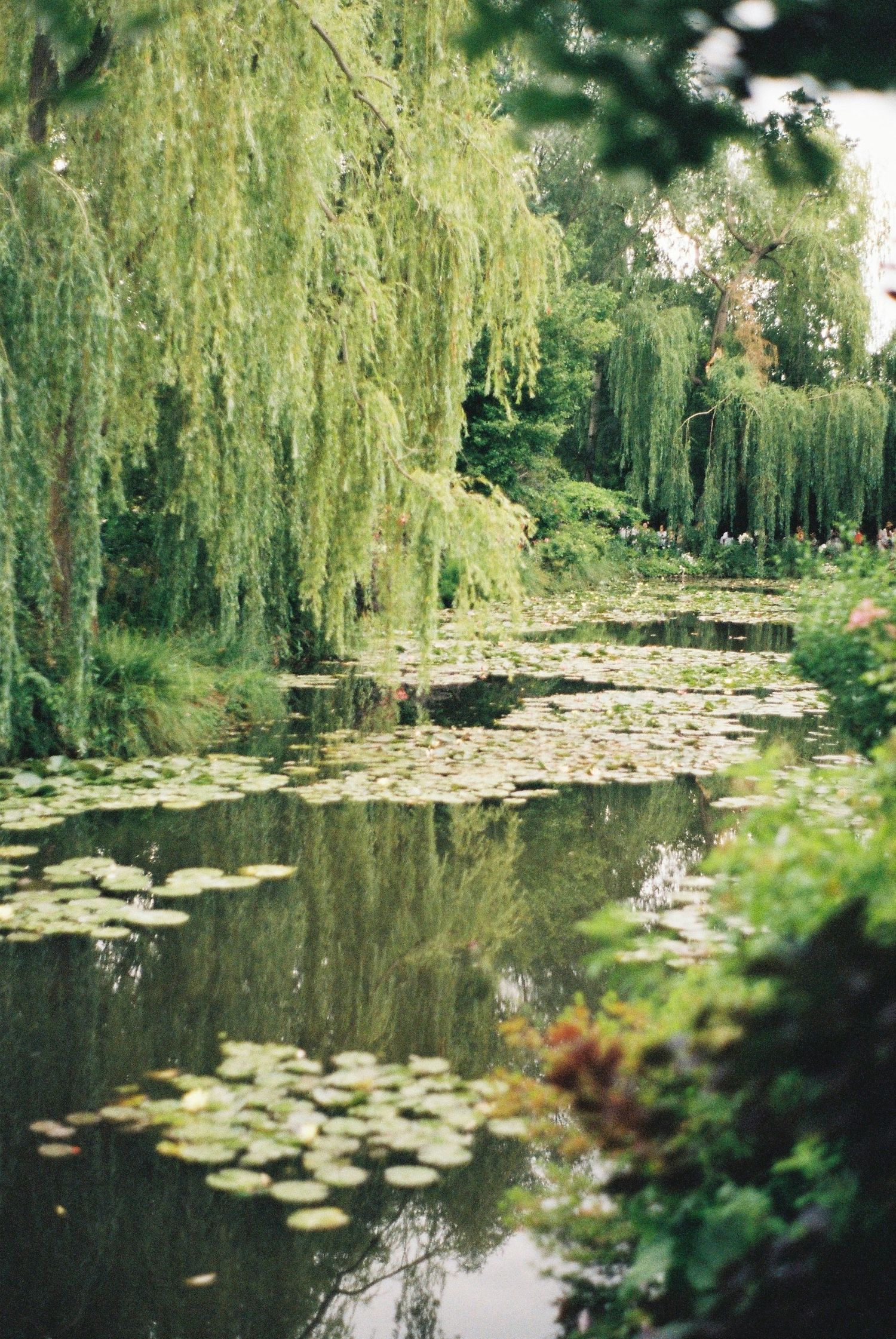 Weeping willow trees drape over a tranquil pond filled with lily pads in a serene garden setting.