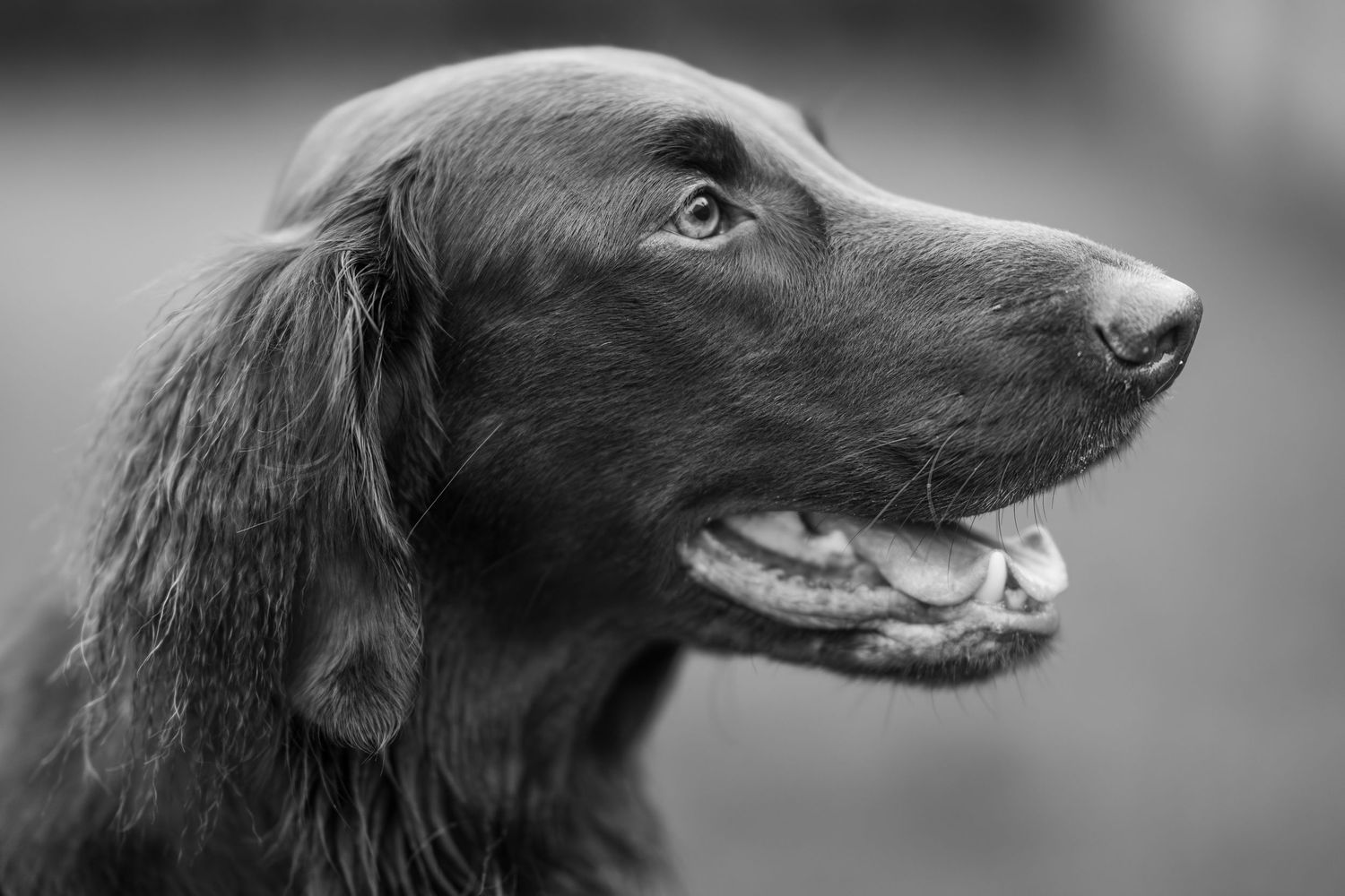 Black dog with long snout shown in profile view against blurred background.