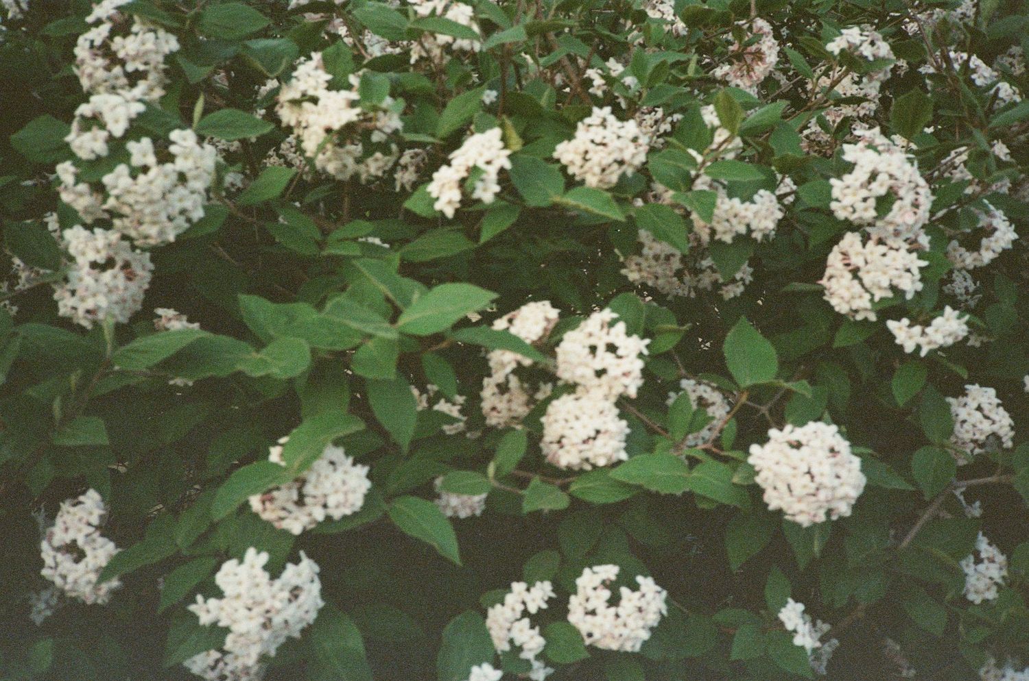 Small clusters of white flowers bloom among dense green foliage in a springtime garden setting.