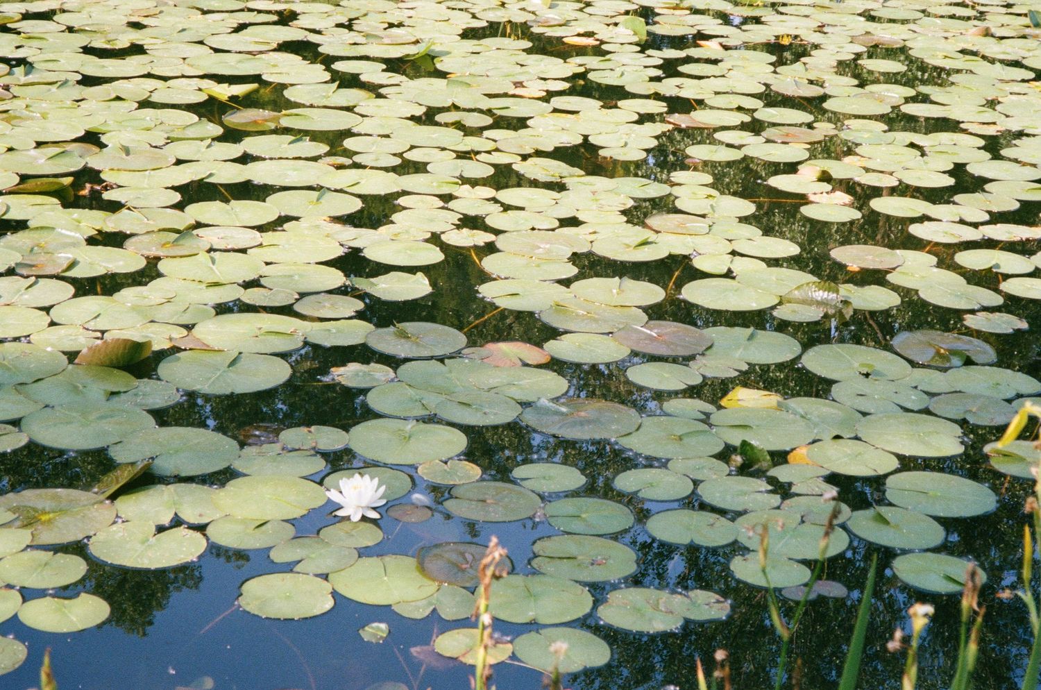 Water lily pads and flowers float peacefully in a tranquil pond as sunlight reflects off the rippling surface.