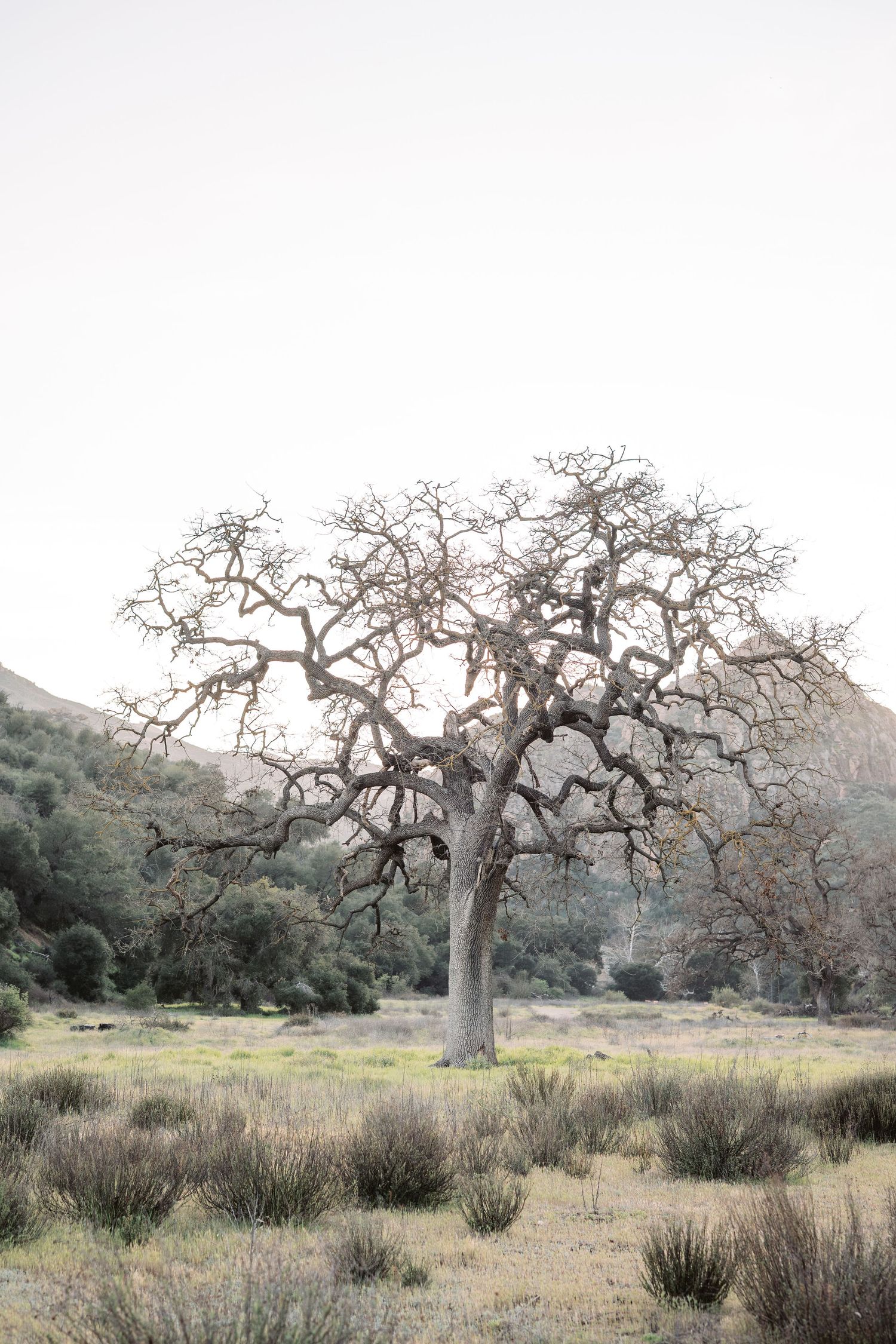 A series of five landscape photos showing gnarled oak trees in a dry grassland with scattered brush and shrubs.