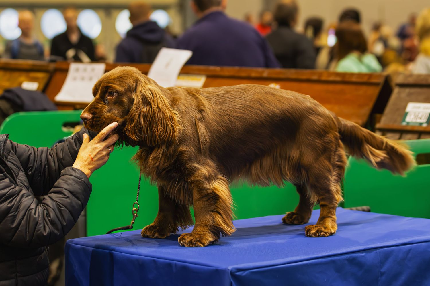 A brown dog performs agility training exercises on blue and green platforms at an indoor competition event.