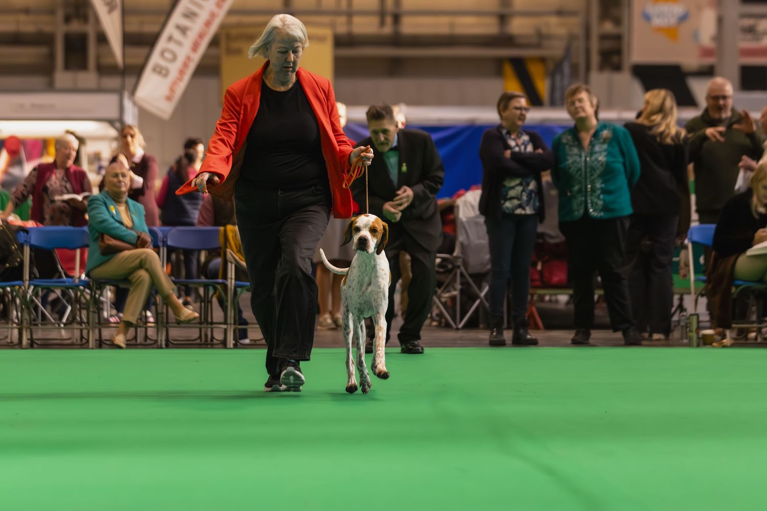 Dogs and handlers compete in an indoor dog show competition on a bright green carpet surface.