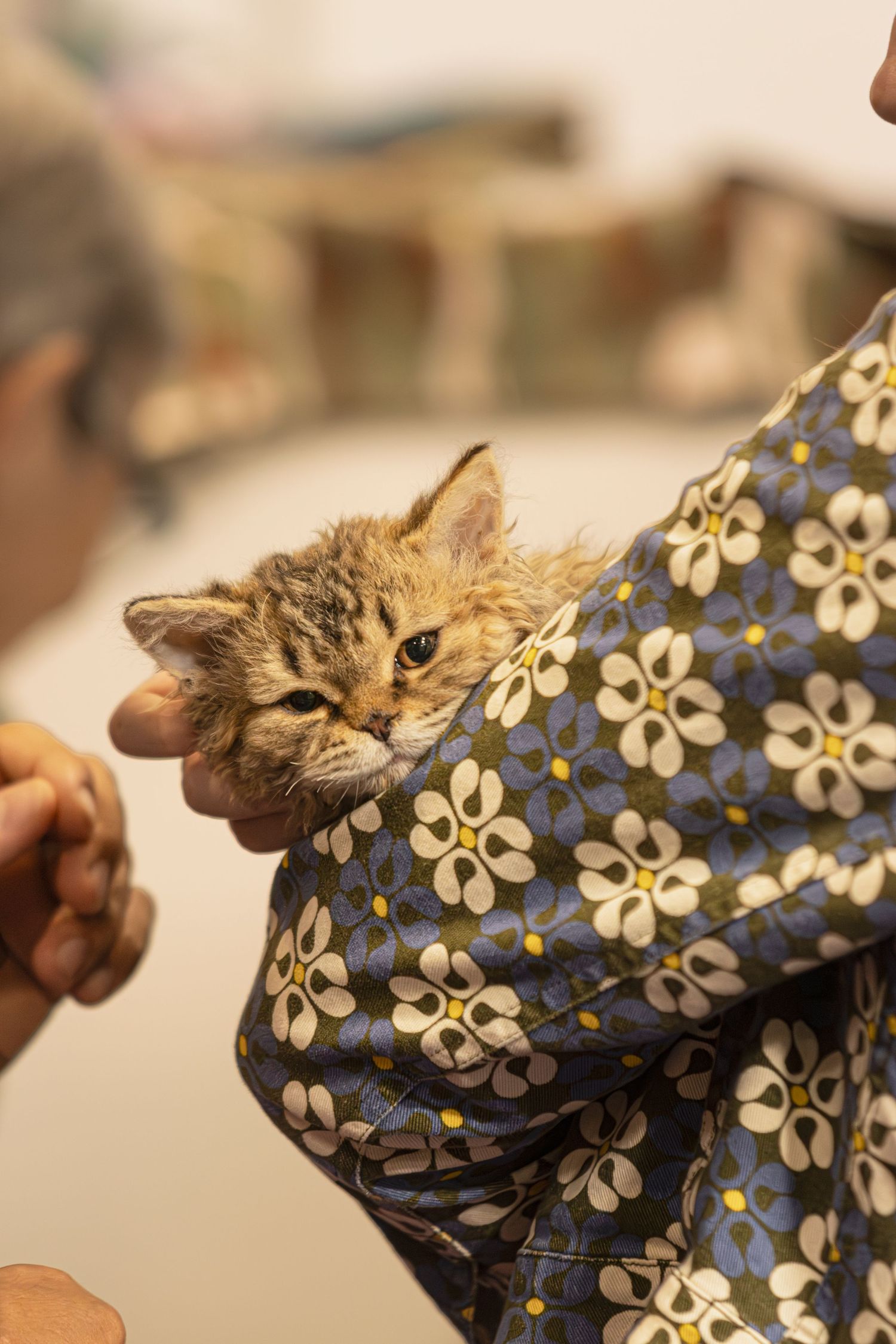 Orange tabby cat wearing a floral patterned dress lies on its side while being photographed.