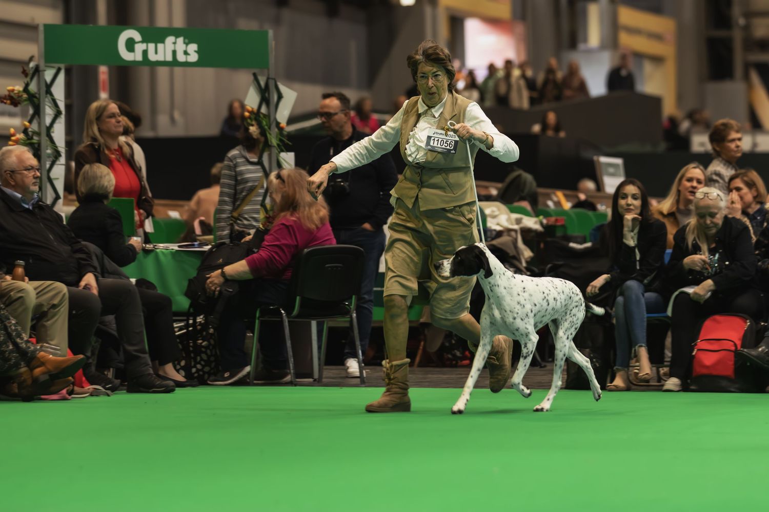 Dogs and handlers compete in a show ring at the Crufts dog show with green carpet and spectators in background.