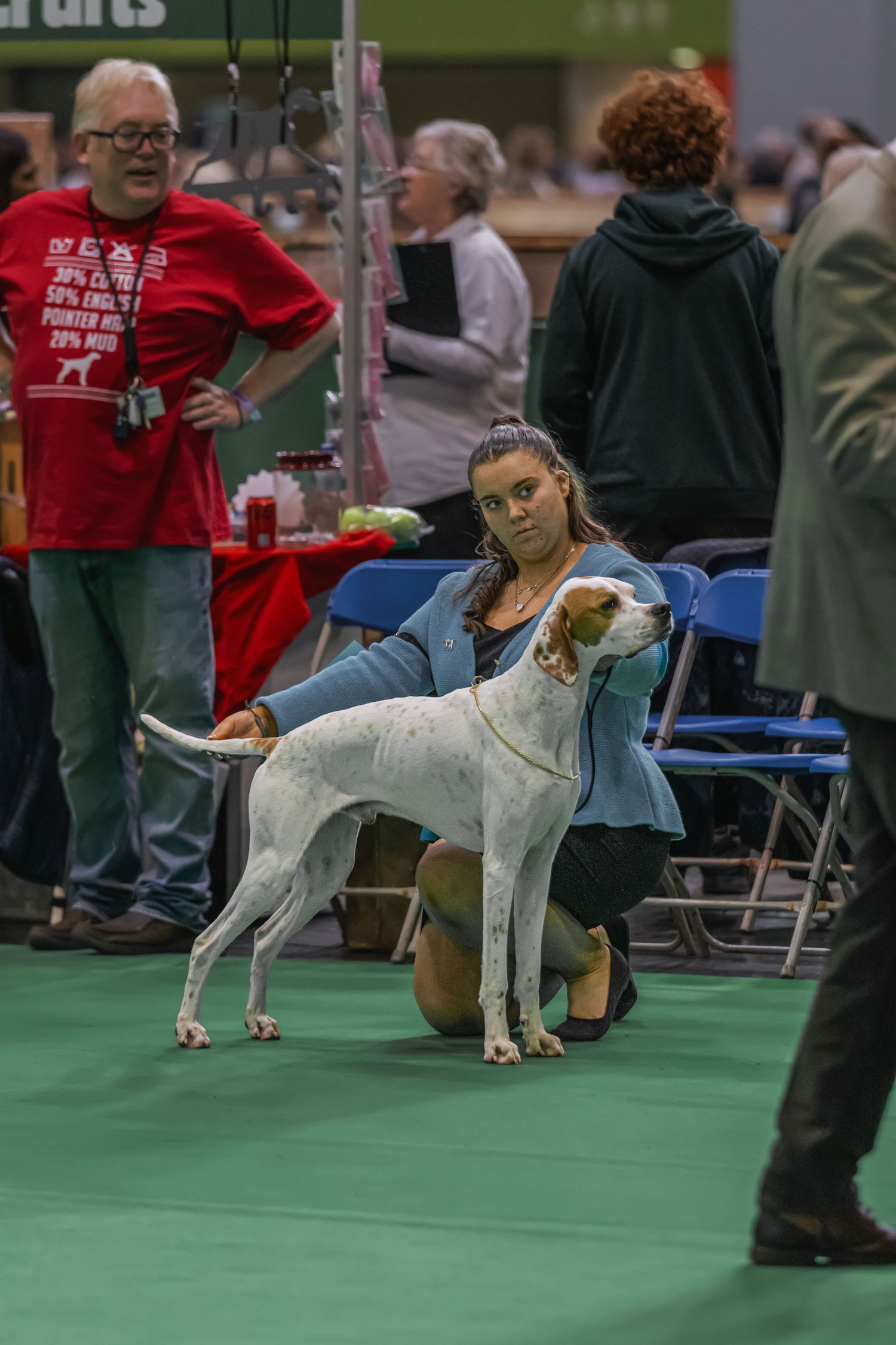 A white and brown spotted dog stands alert in a show ring on a green floor during a dog competition event.