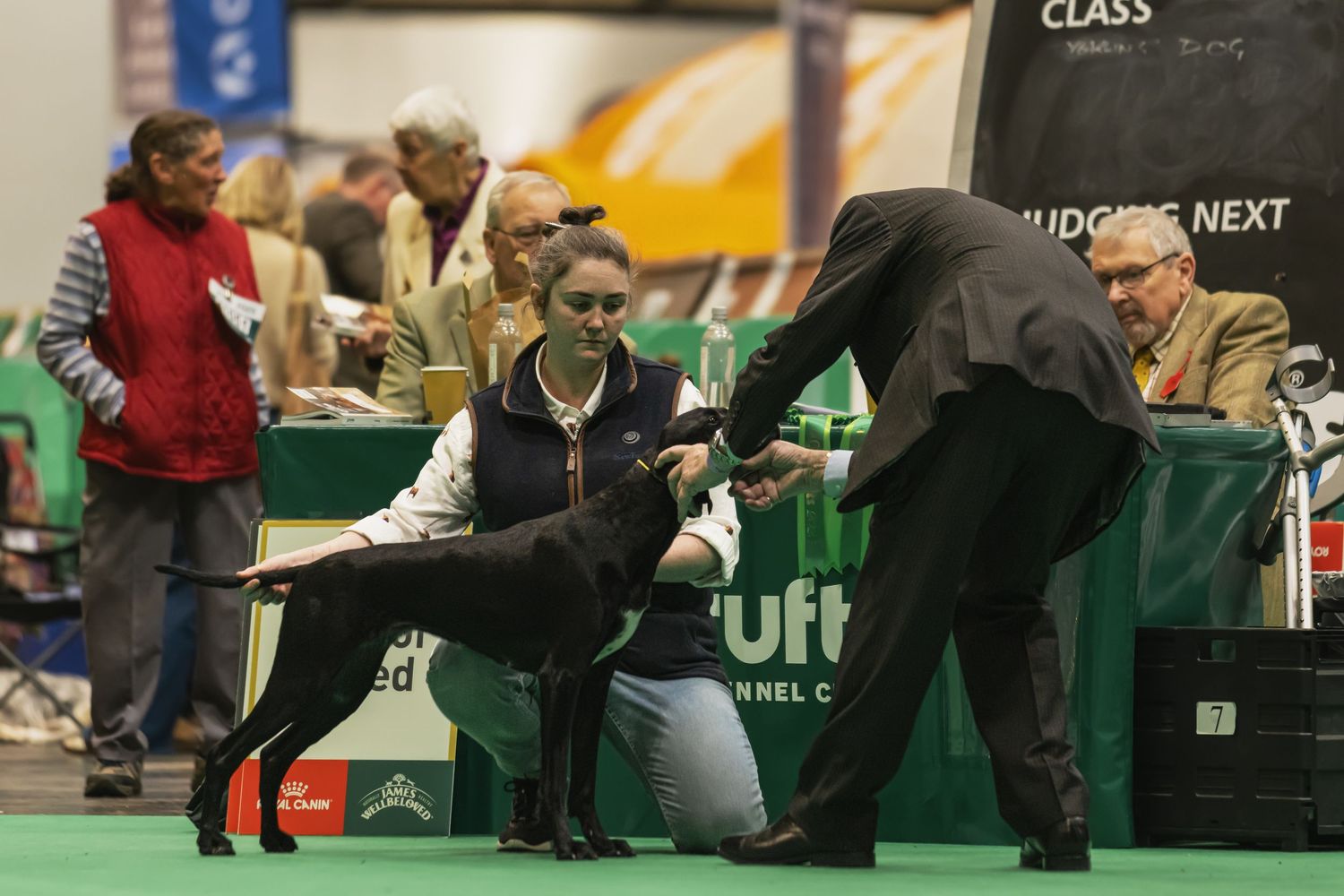 Dog handlers present their dogs in a competitive indoor show ring with green matting and spectators watching.