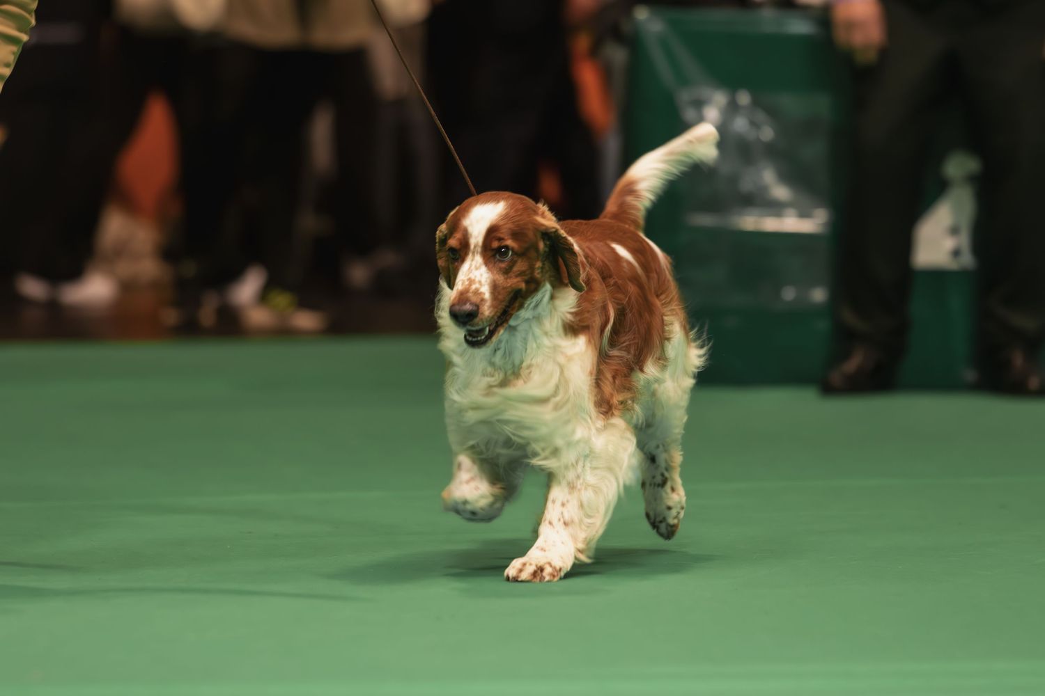 A Welsh Springer Spaniel dog runs across a green carpet during what appears to be a dog show competition.
