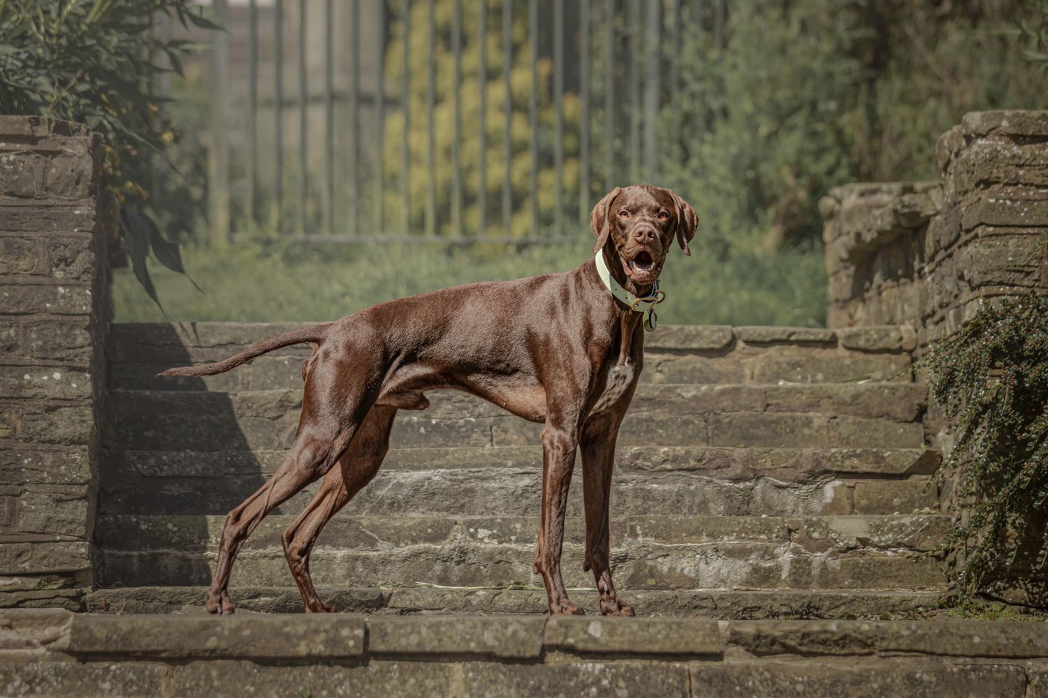 Chocolate Labrador retriever dog playing and jumping in sequence across a garden path near stone walls.