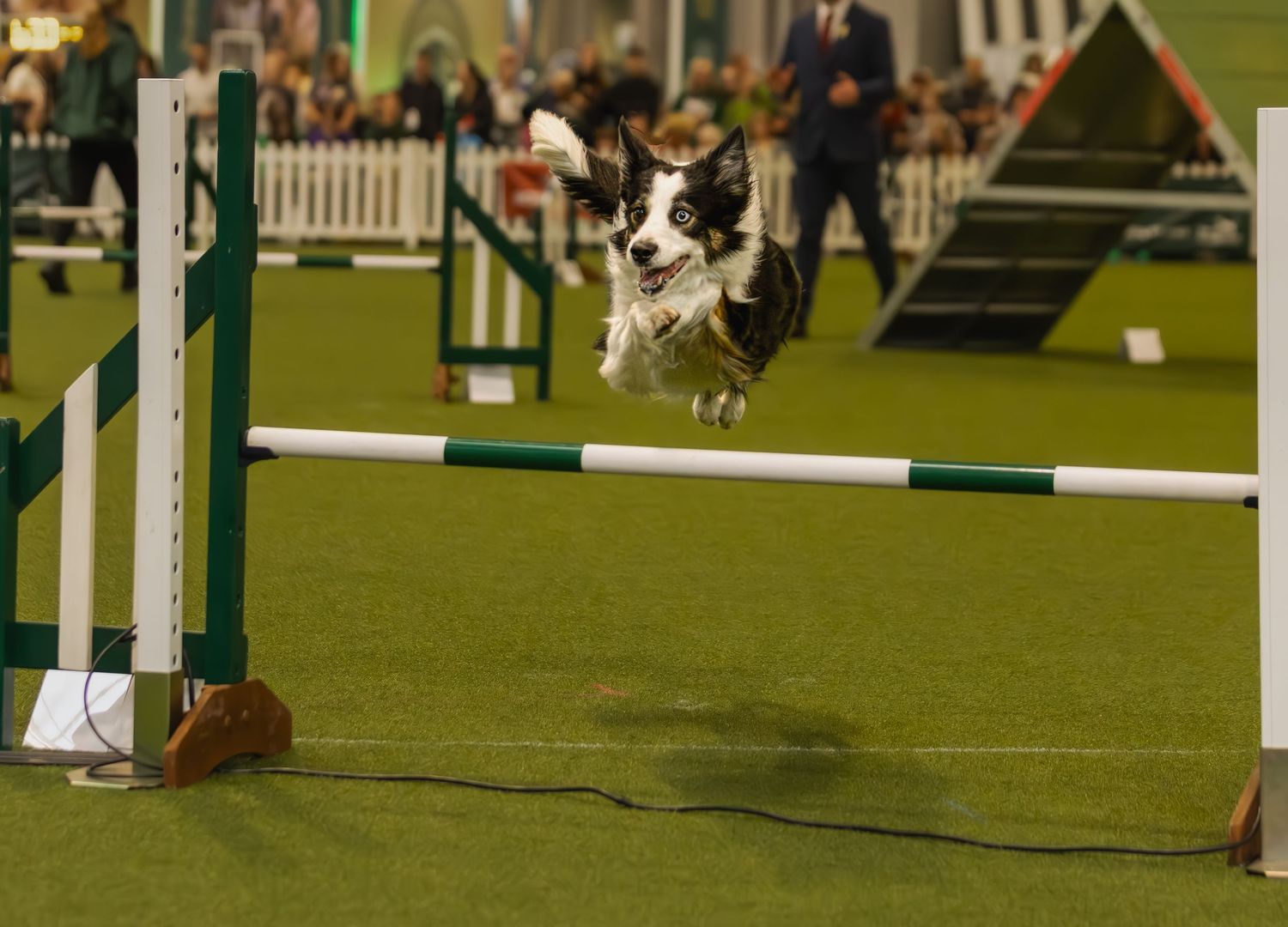 Dog jumping over agility course hurdle during competitive canine sporting event on green grass field.