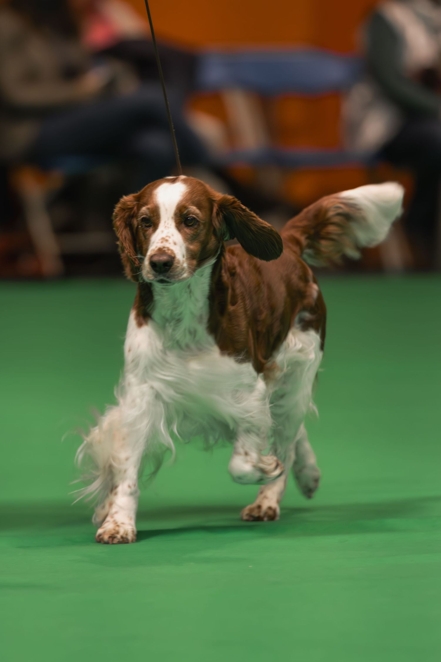 A brown and white spaniel dog with long ears stands alertly on a green show floor during a competition event.