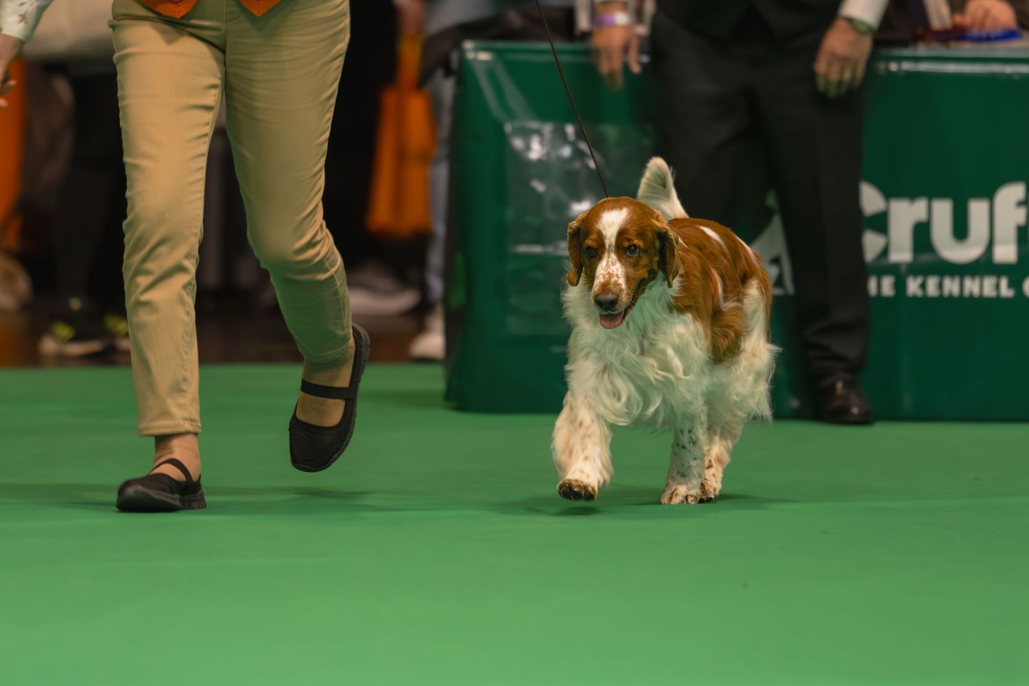 A Beagle dog runs across a bright green turf field during what appears to be a dog show competition.
