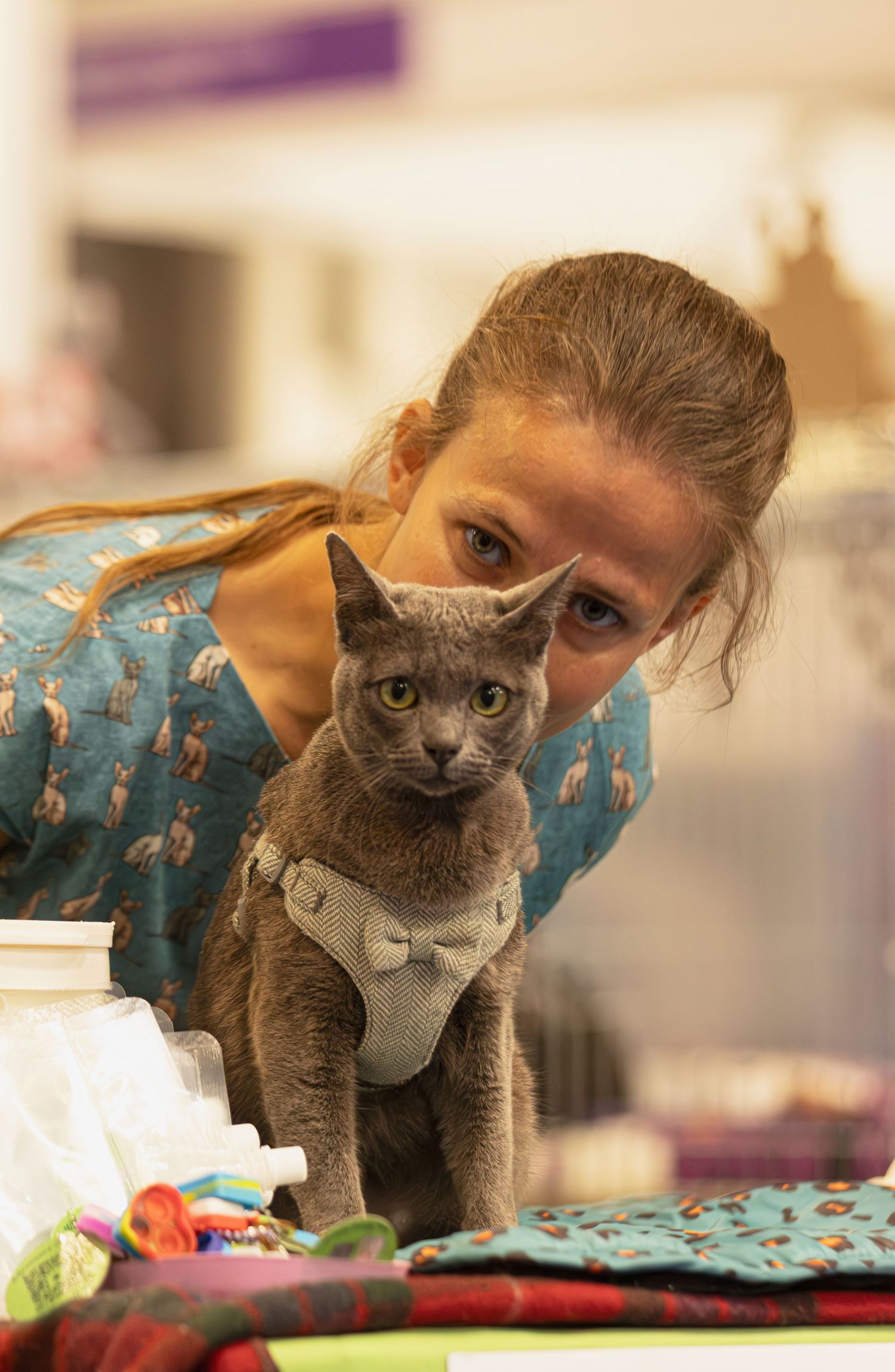 A grey cat wearing a formal bow tie is held by someone in a blue patterned shirt.