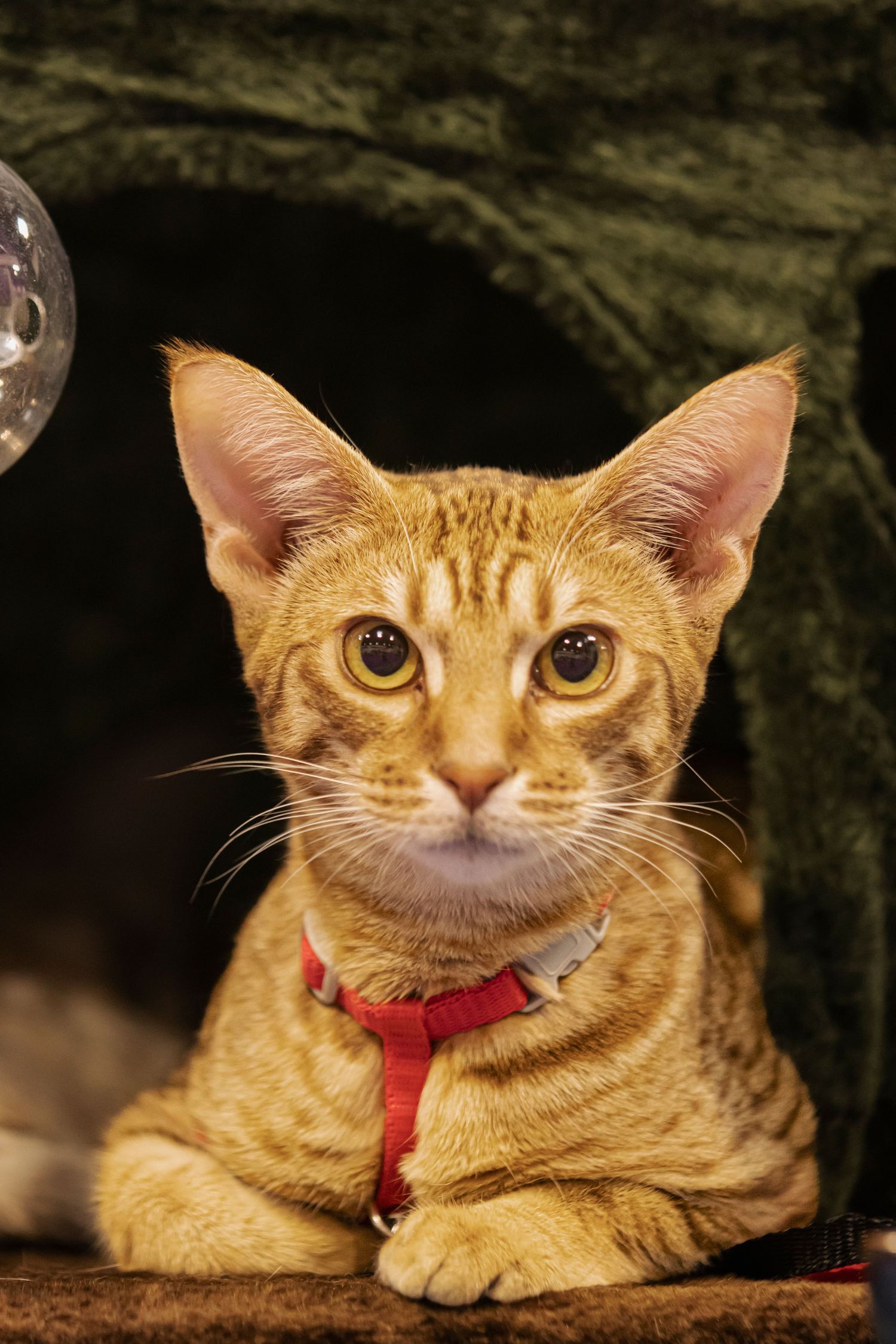 Orange tabby cat wearing a red harness poses regally with alert ears and bright eyes against a dark background.