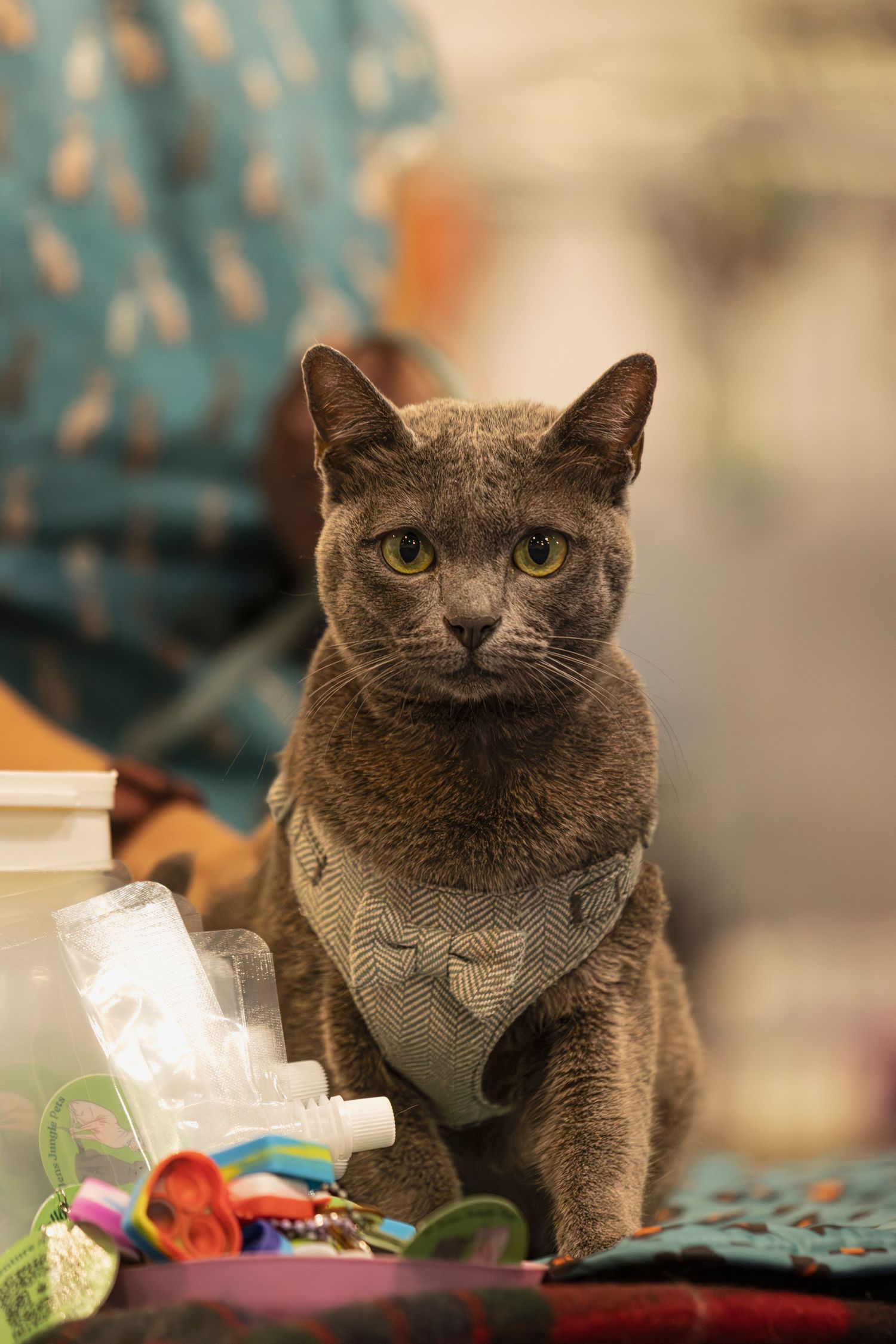 A grey British Shorthair cat wearing a bowtie collar is photographed in a series of close-up portraits.