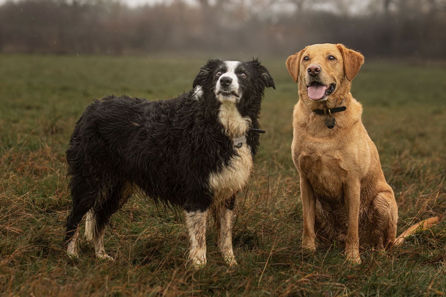 Two dogs, a black and white border collie and a golden retriever mix, sitting together in a grassy field.