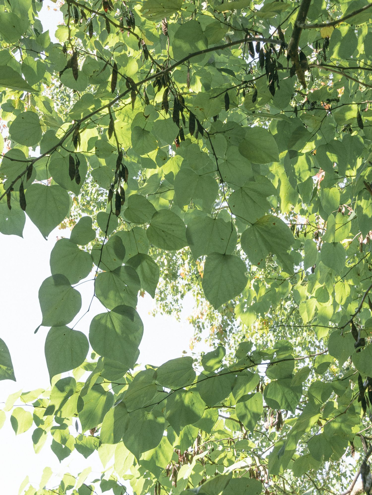 Lush green leaves create natural canopy with sunlight filtering through foliage. Luxury wedding photographer North Carolina
