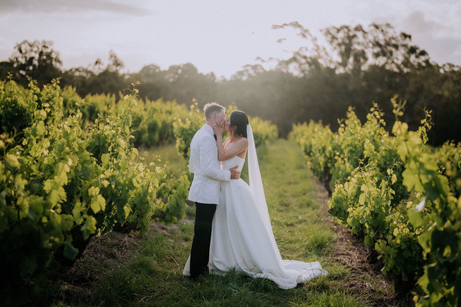 A romantic photo session among lush green vineyard rows at golden hour.
