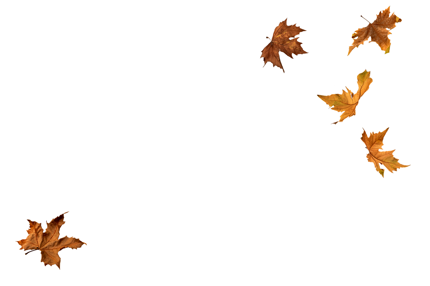 Orange autumn leaves scattered on black background.