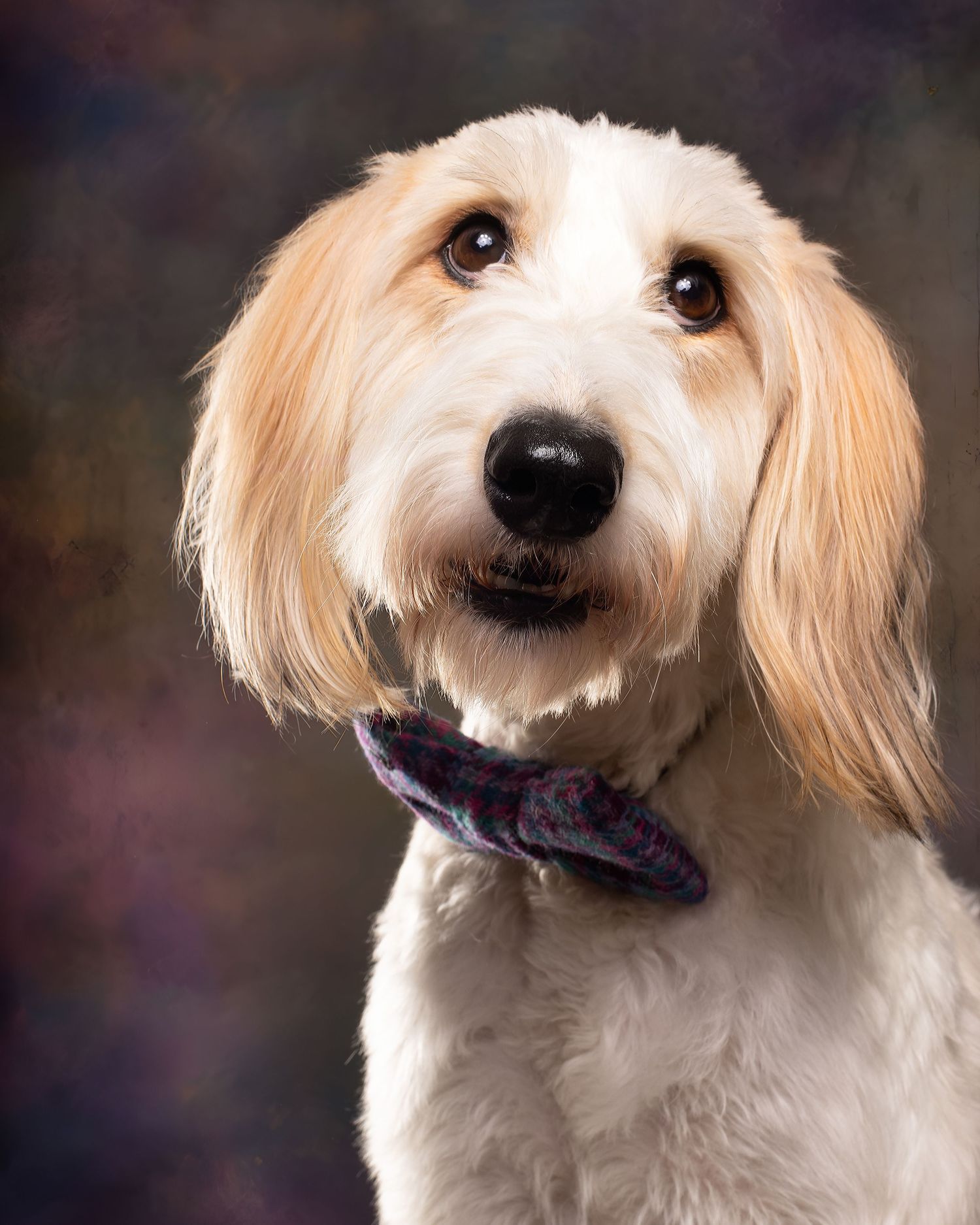 A white Maltese dog with cream-colored ears looks at the camera with a happy expression and wearing a purple collar.