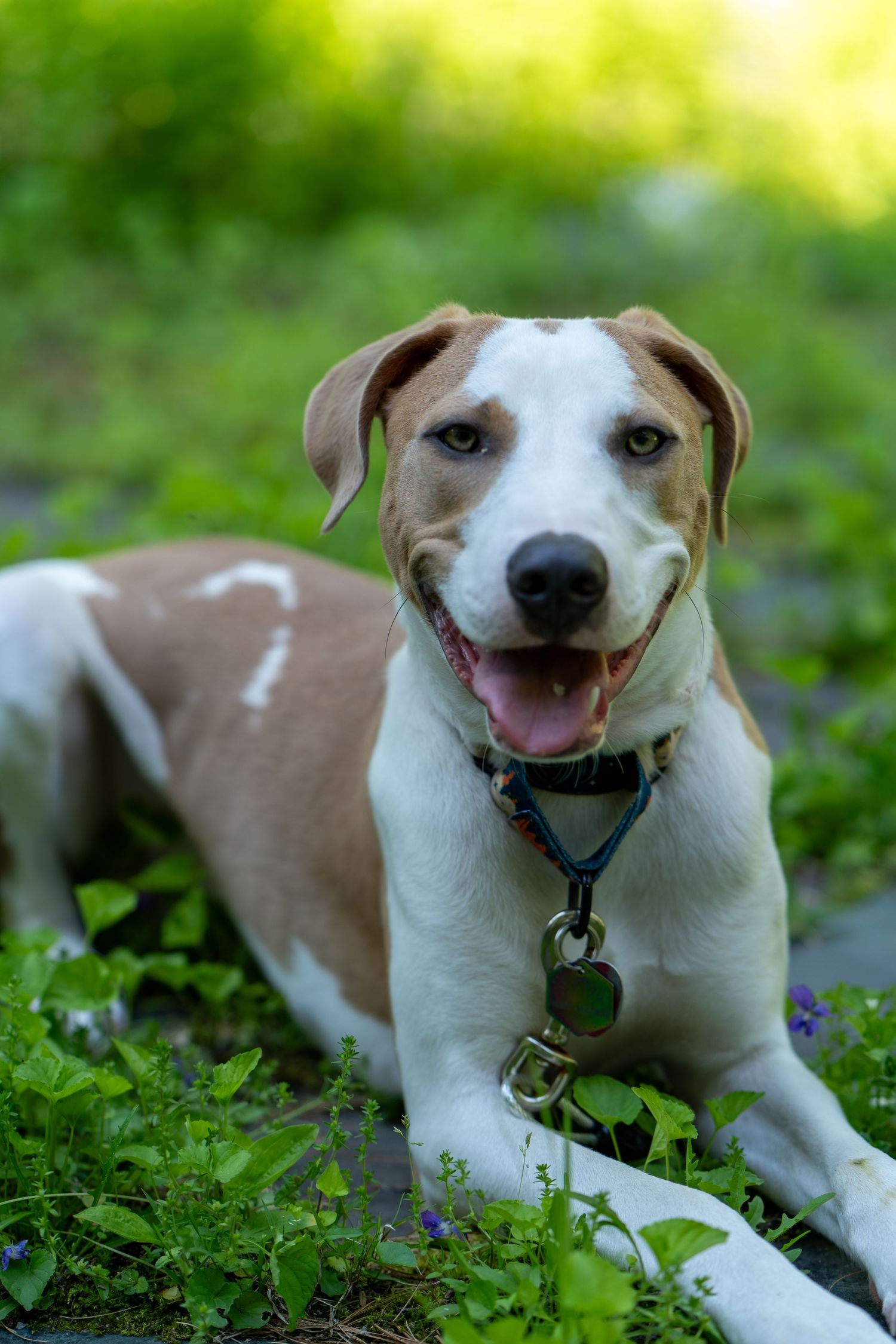 A happy brown and white dog with a collar and tag lies in green grass, smiling with tongue out.