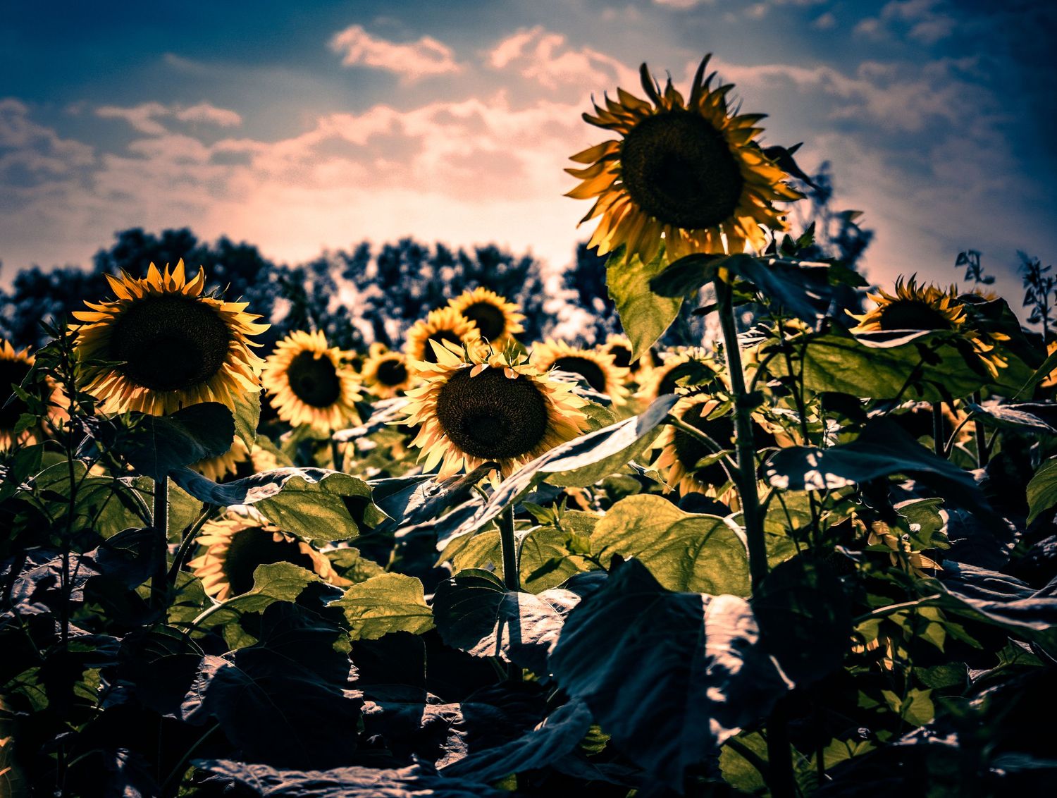 A field of vibrant sunflowers glowing under a dramatic cloudy sky at sunset.