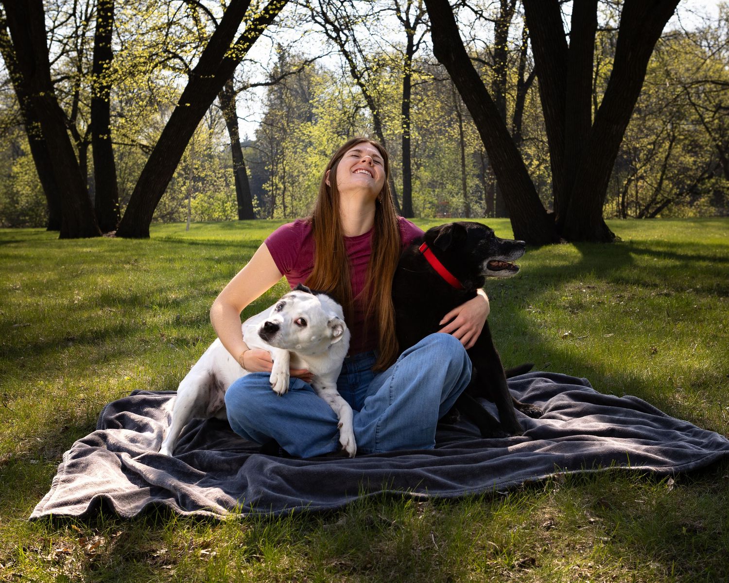 Woman sitting on blanket in park laughing with two dogs, a white and a black Labrador, on a sunny day.