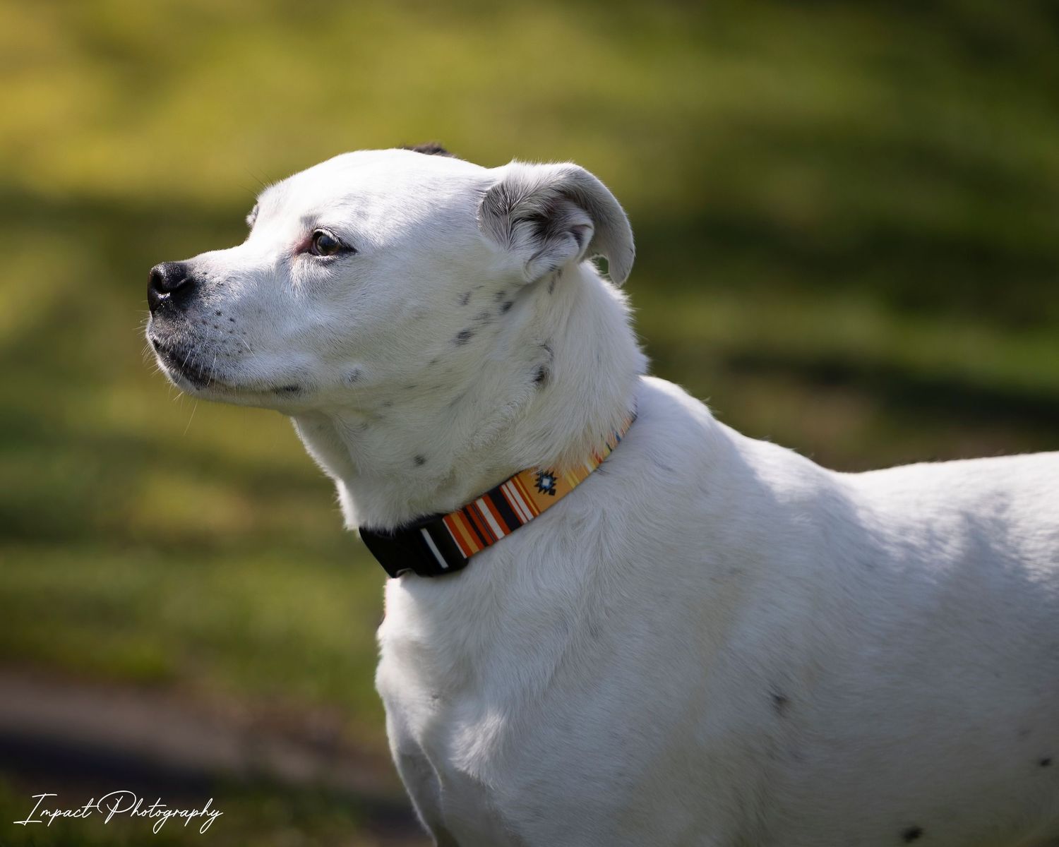 White dog with orange striped collar standing outdoors in a park, looking alert in natural sunlight.